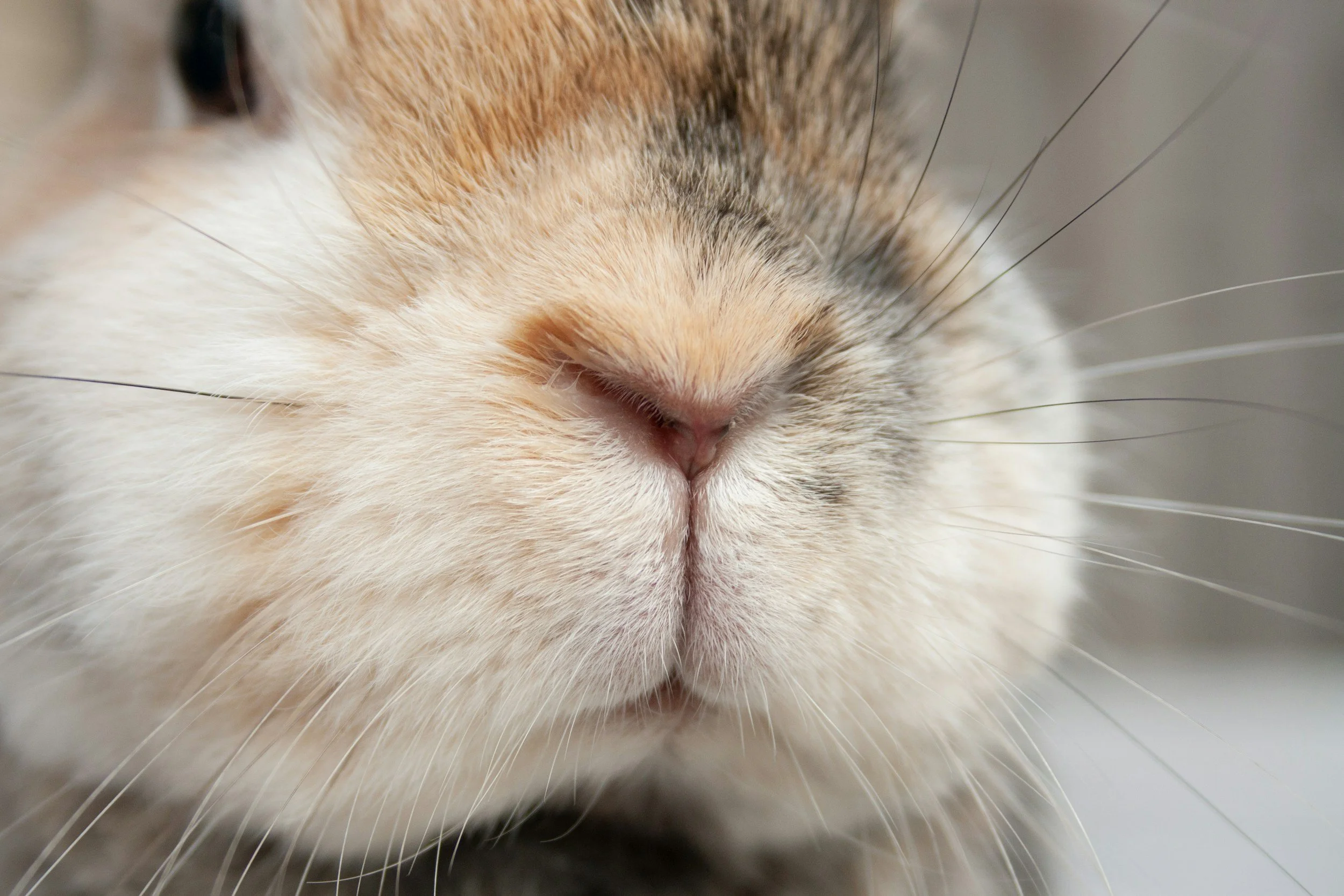 How Hay Keeps Rabbit and Guinea Pig Teeth Healthy