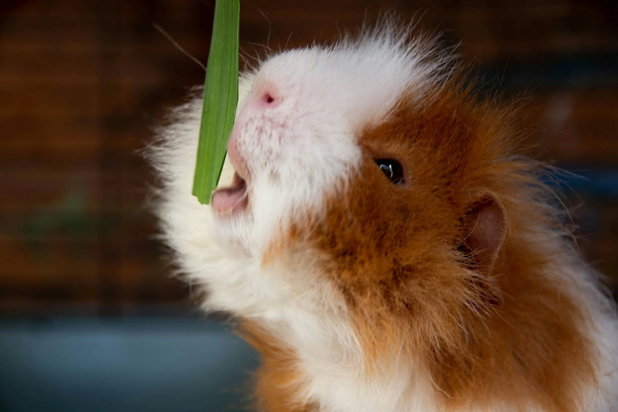 Why Hay Is Essential for Healthy Digestion