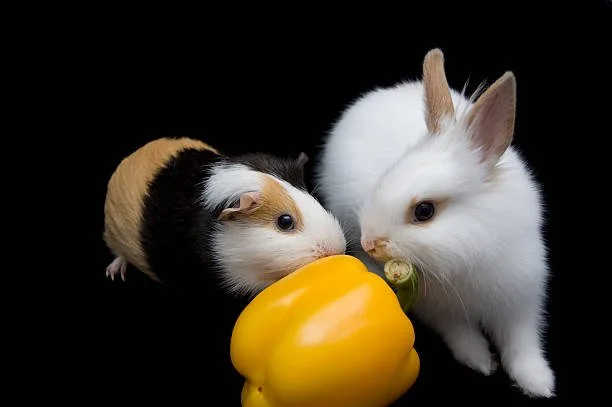 Why Rabbits and Guinea Pigs Need Different Diets 