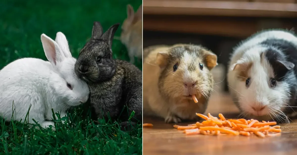 Why Rabbits and Guinea Pigs Shouldn’t Live Together