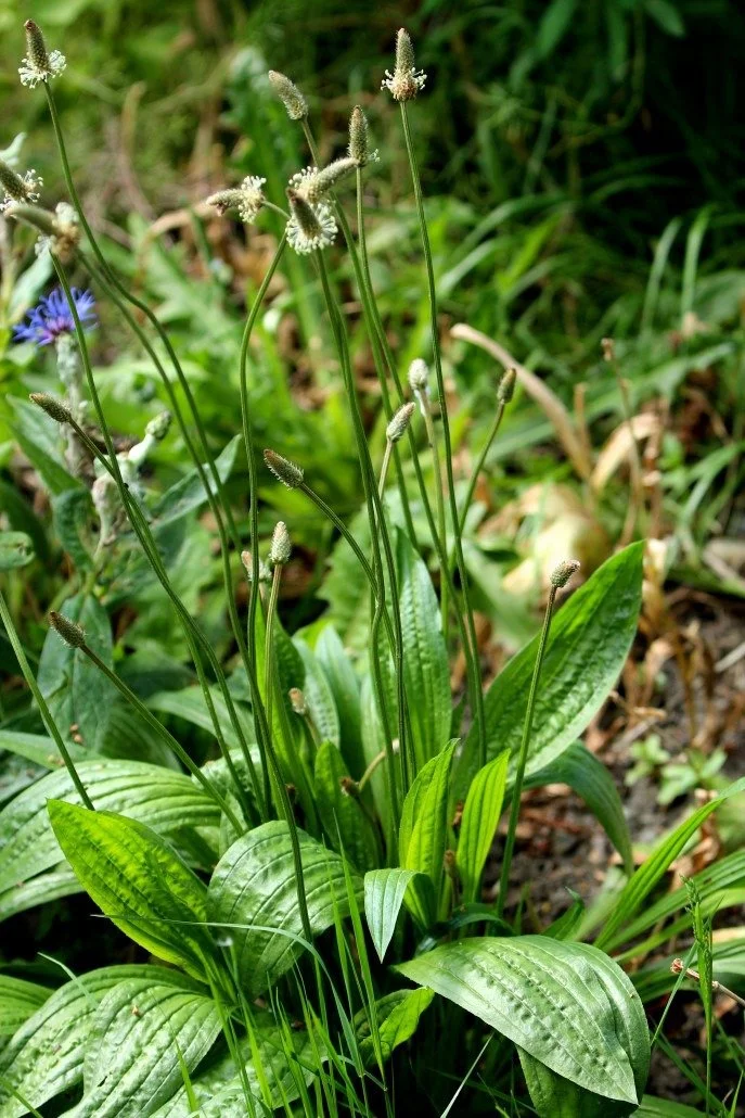Plantain ~ The Helpful Pathside Herb (Not the Banana!)