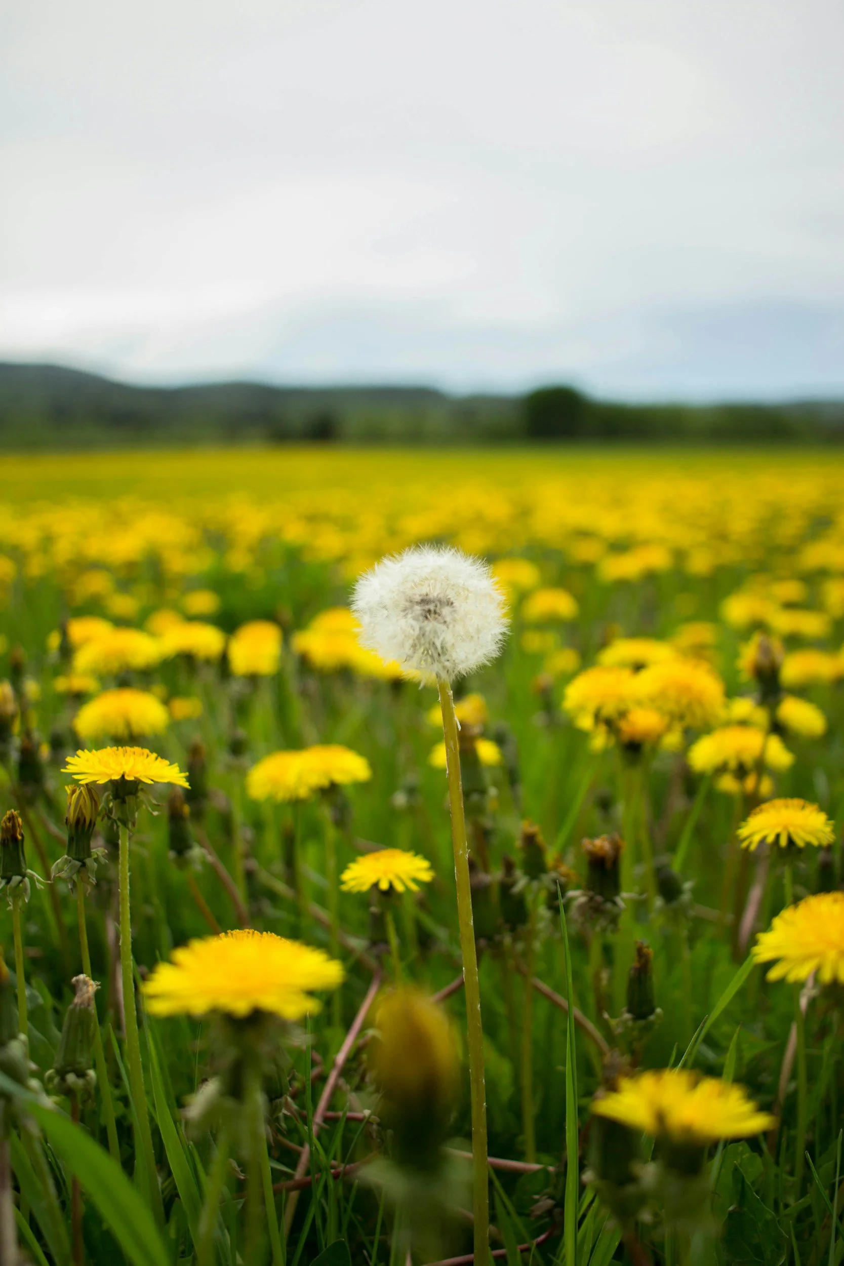 Dandelion ~ The Sunny Meadow Favourite (More Than Just a Weed!)