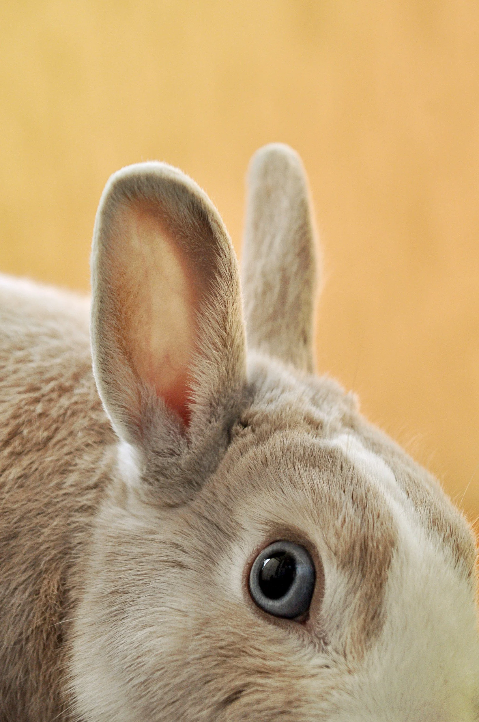 Why Does My Rabbit Stare at Me?