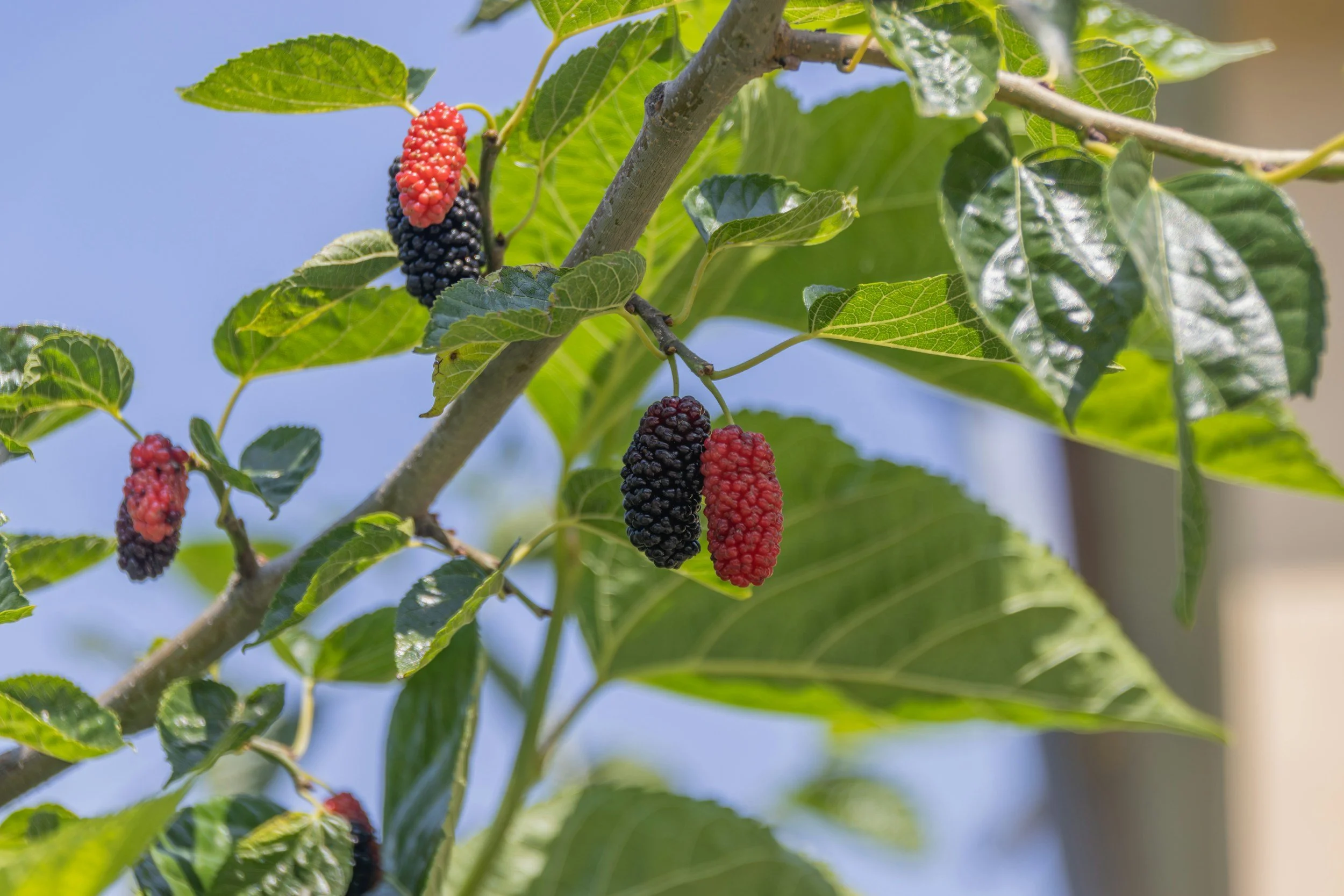 Mulberry ~ The Leafy Treat with a Long History