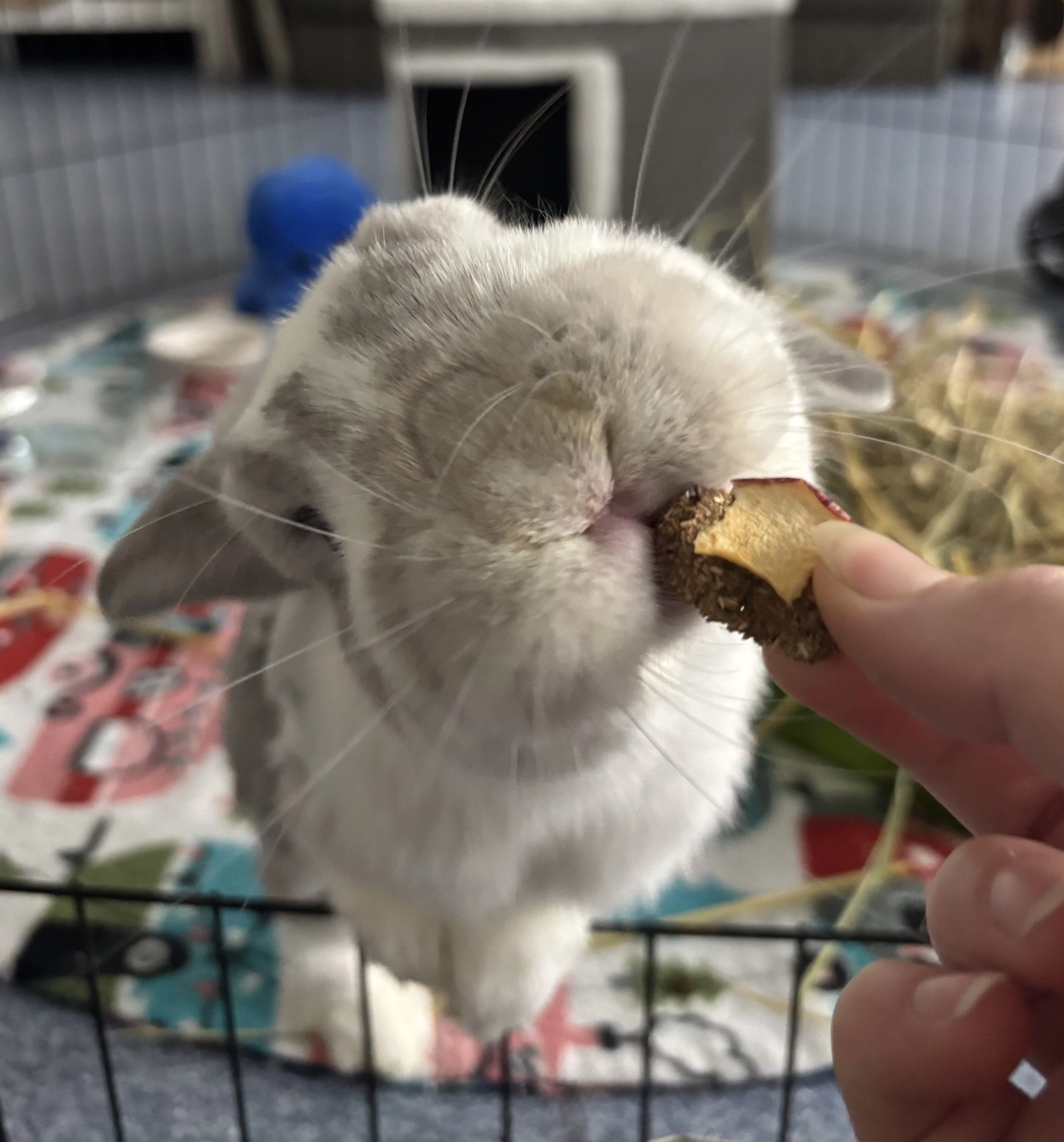 A very happy toothless bun Sesame!