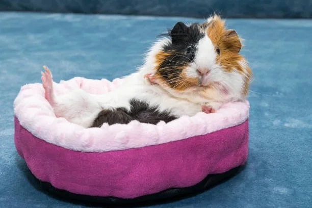 A guinea pig with tri-color fur (black, white, and orange) resting in a pink pet bed on a blue surface.