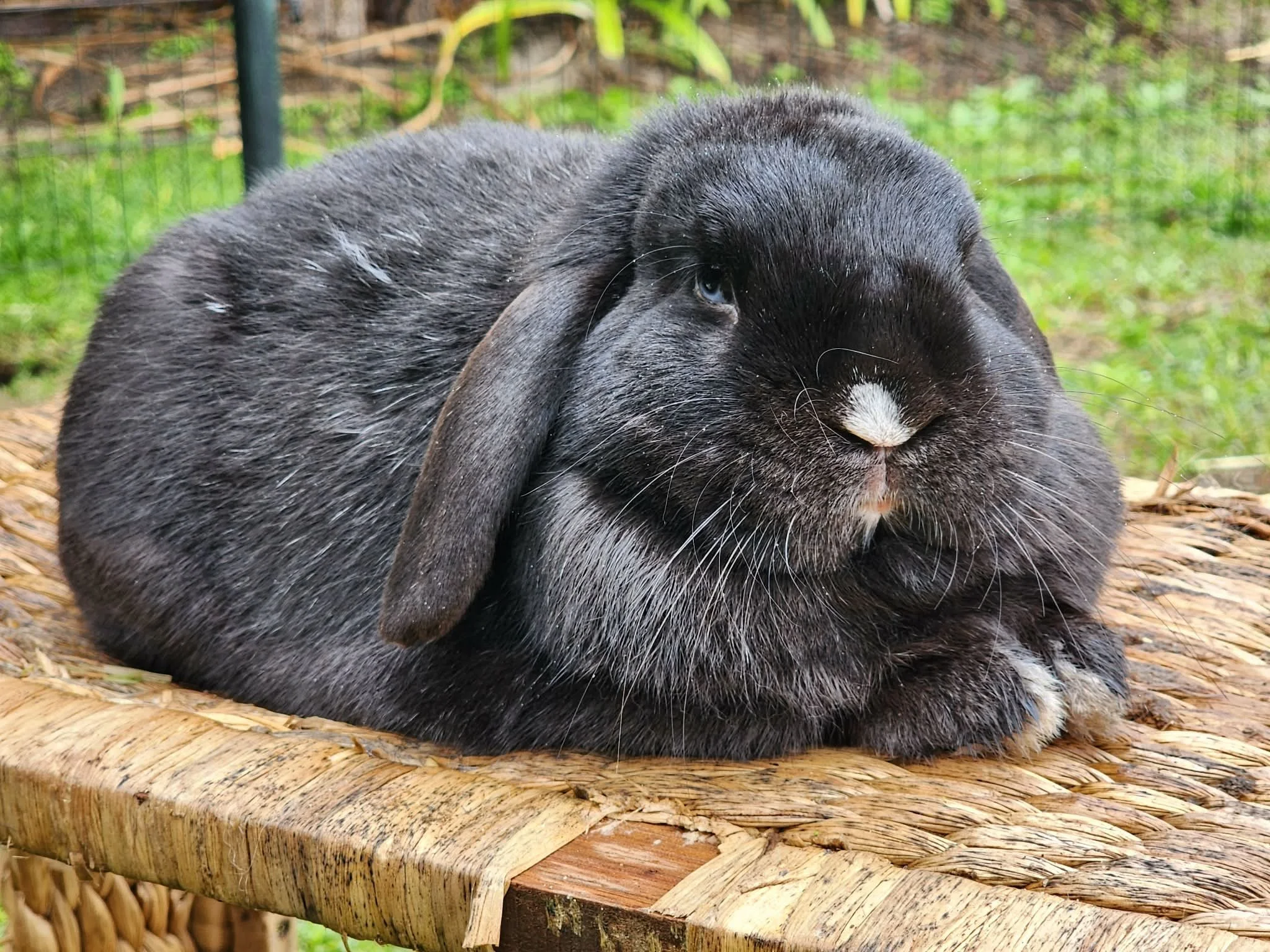 A black rabbit with white markings on its nose and paws, resting on a woven wooden surface outdoors.