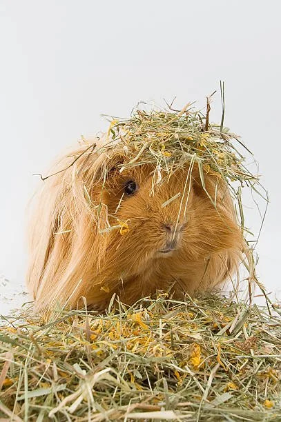 A guinea pig with long, golden fur and dark eyes, sitting amidst hay with some hay on its head.