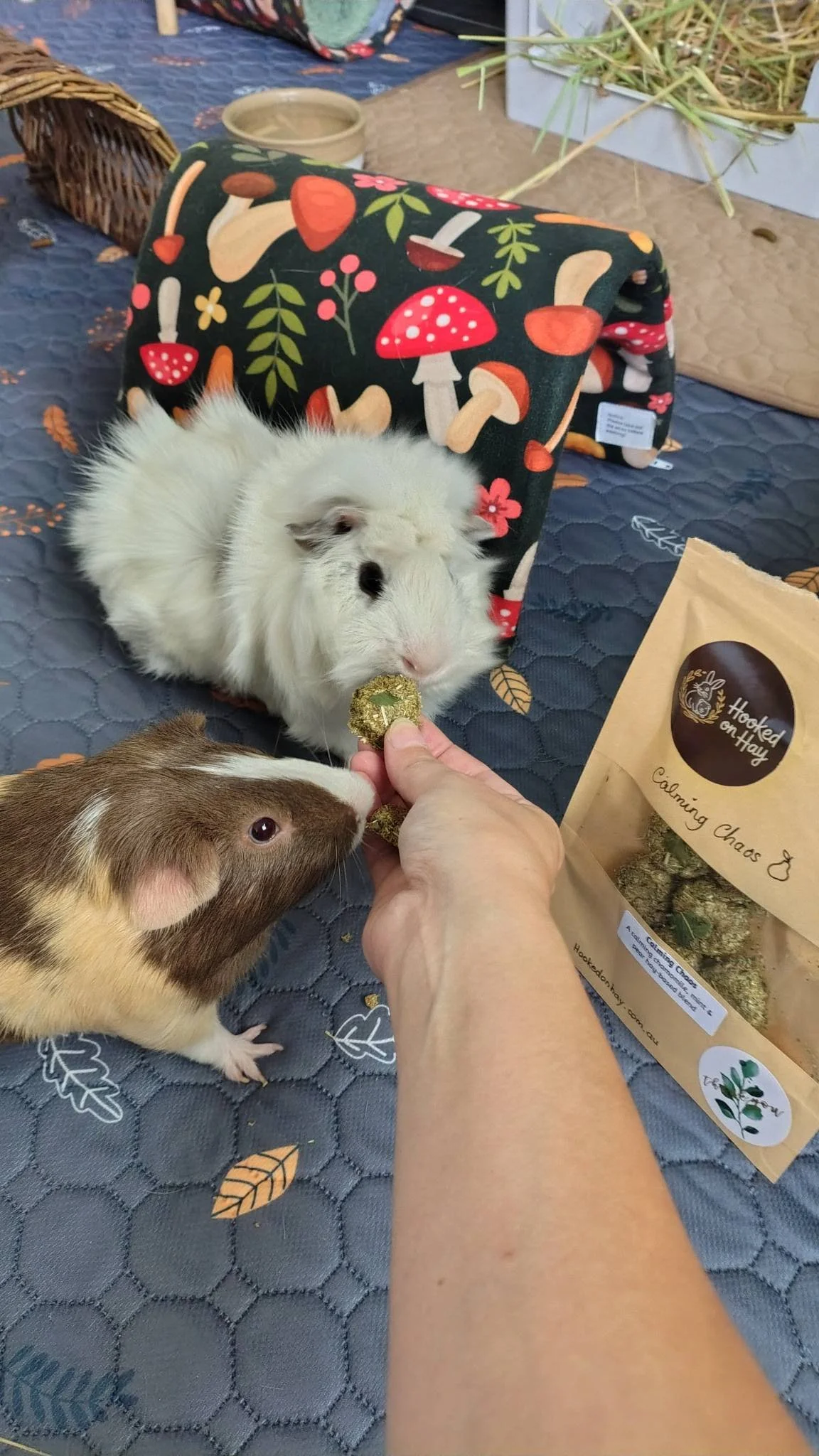 Muffin and Fudge checking out their new treats  with curiosity 