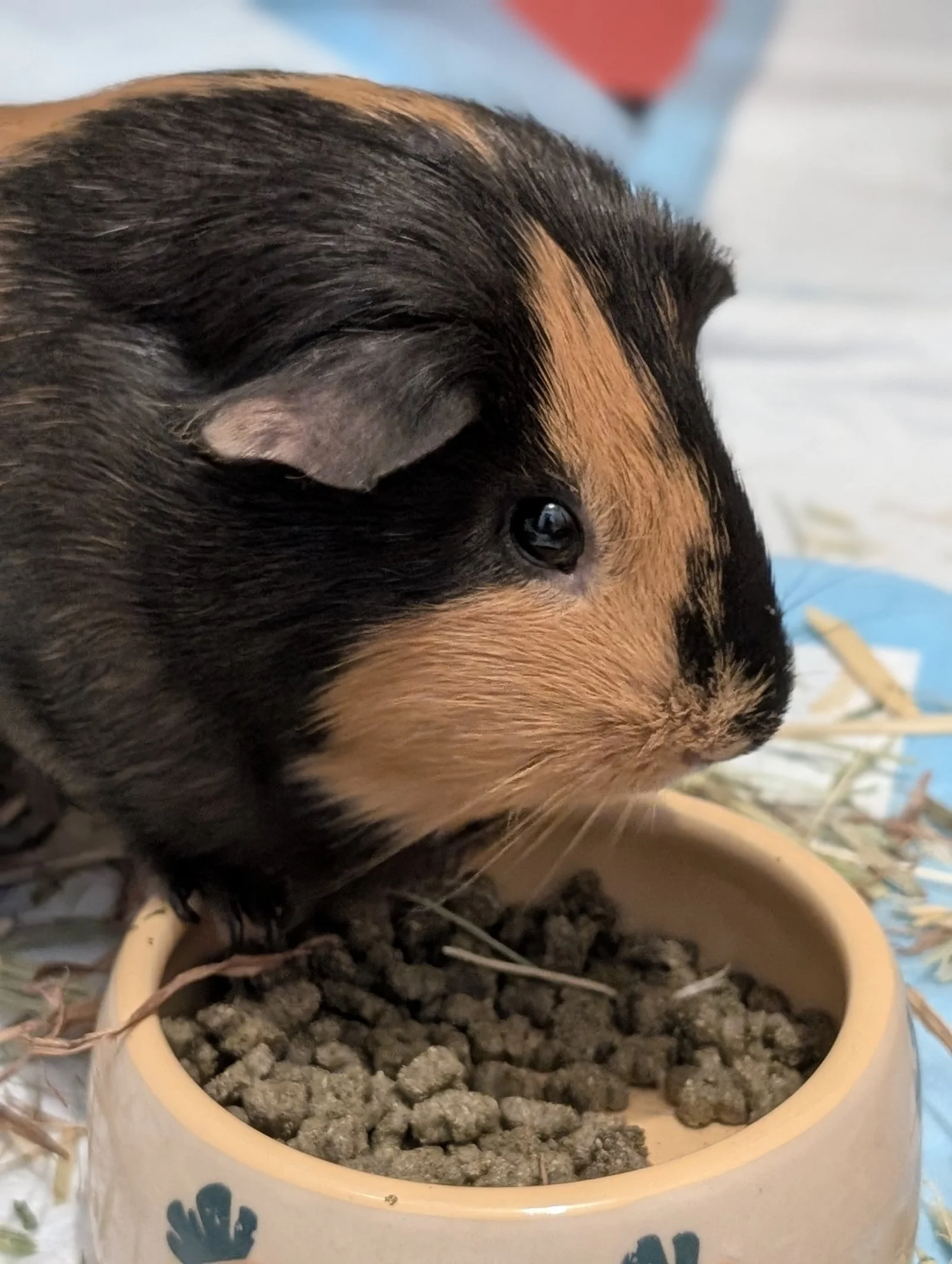 Close-up of a tricolor guinea pig eating pellets from a beige food dish with blue paw prints.