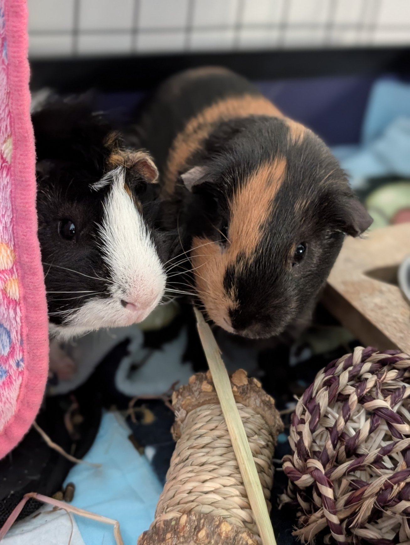 Two guinea pigs, one with black and white fur and the other with black and tan fur, snuggling inside a cage among toys and bedding.