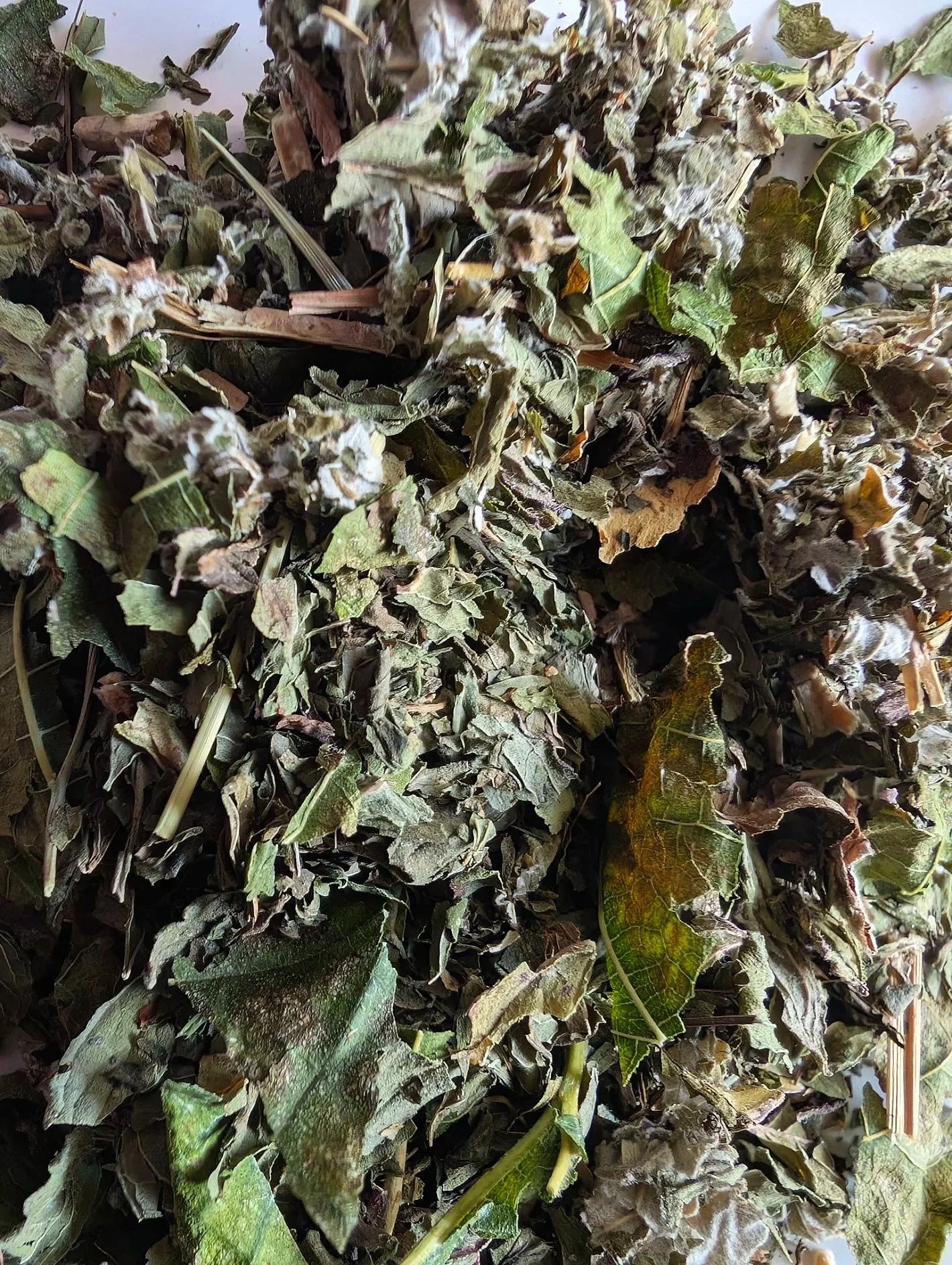 Meadow+Mint.jpg