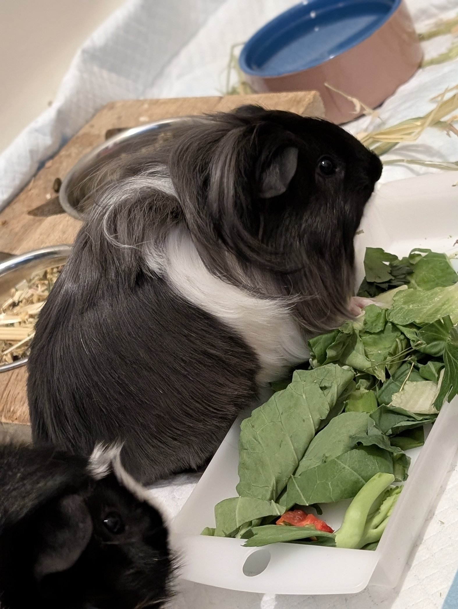 Young black and white guinea pig eating fresh greens in a white feeder tray.