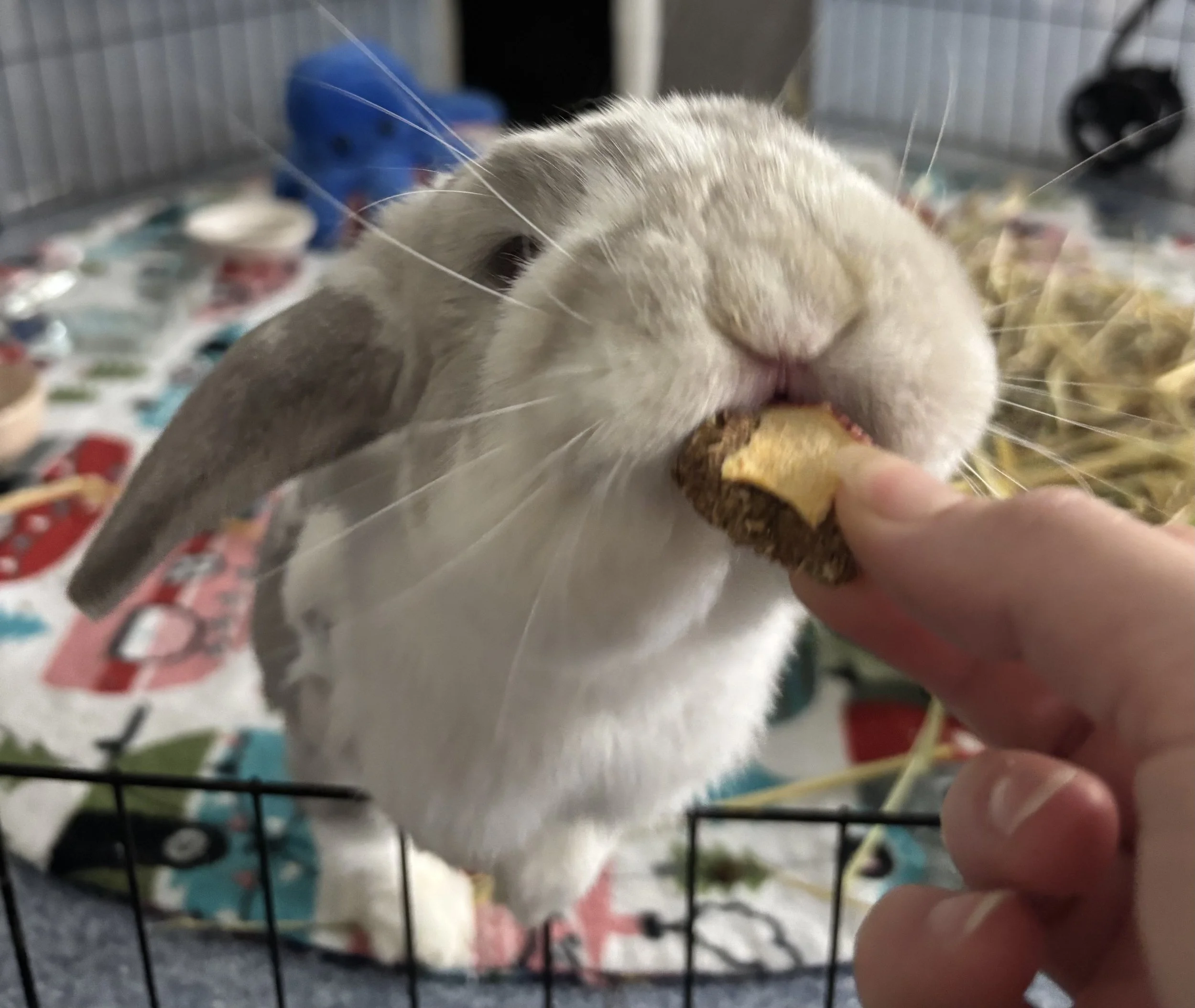 Close-up of a rabbit eating a treat from a person's hand inside a cage.