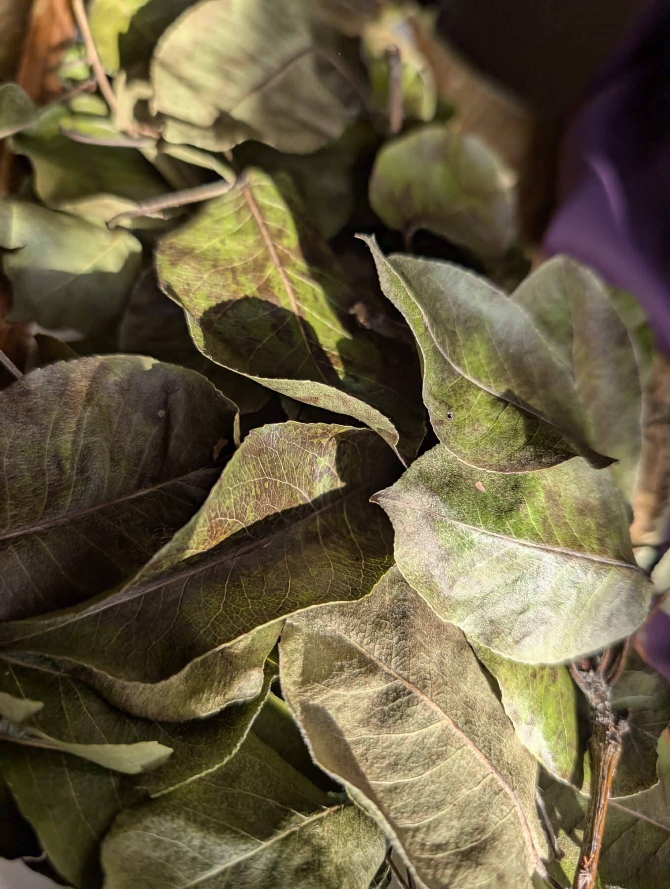 Pear Forage Bundle