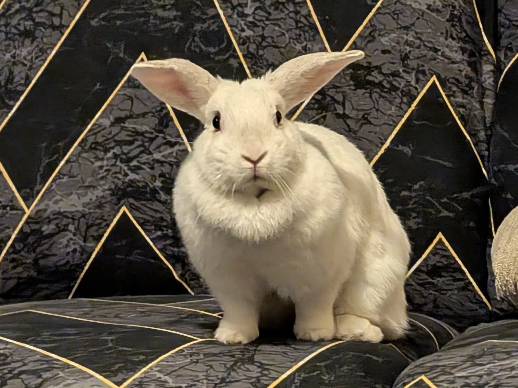 A white rabbit with upright ears sitting on a black and gold patterned cushion.