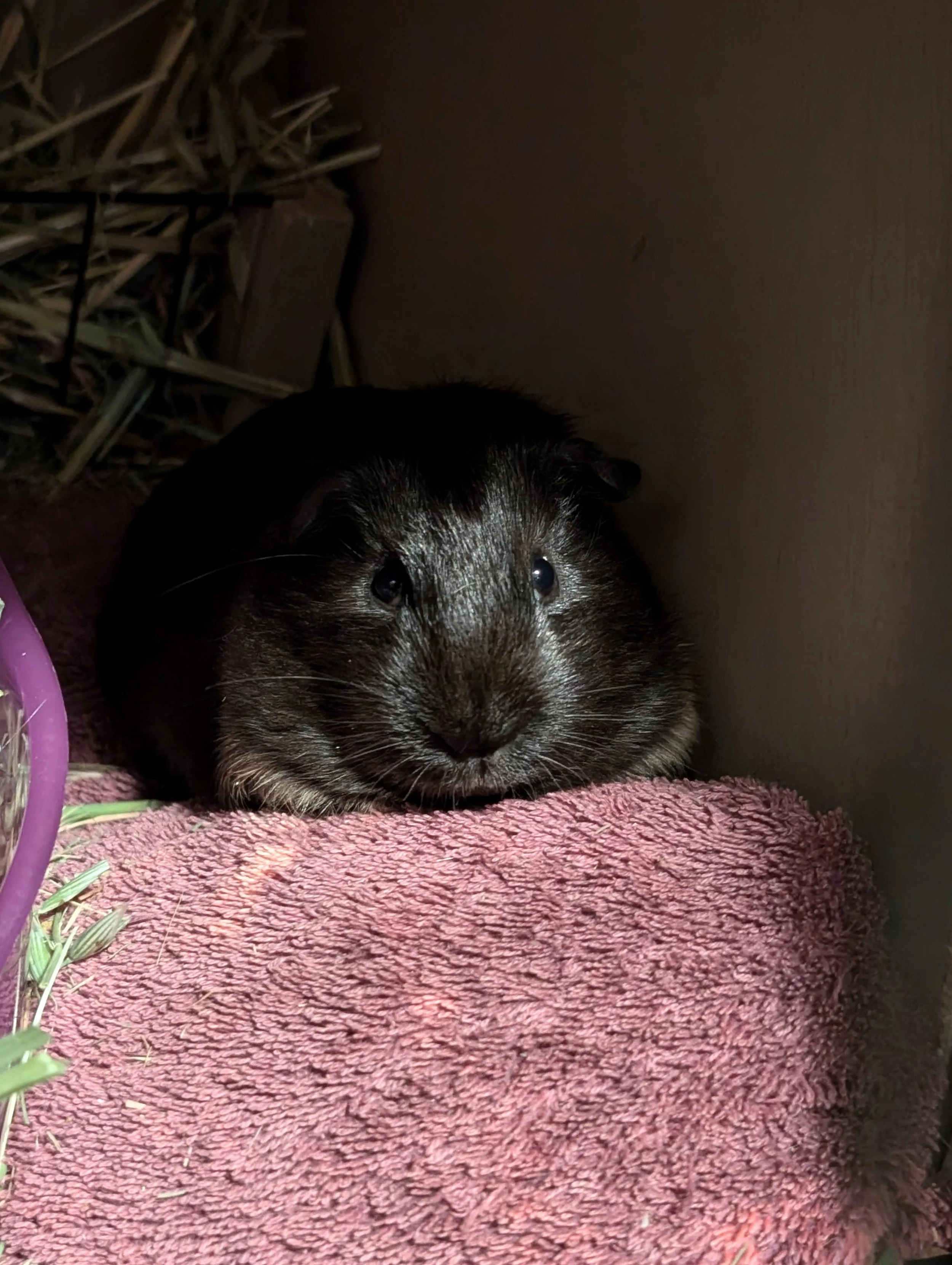 A black and brown guinea pig resting on a pink towel inside a small enclosure with hay on the side.