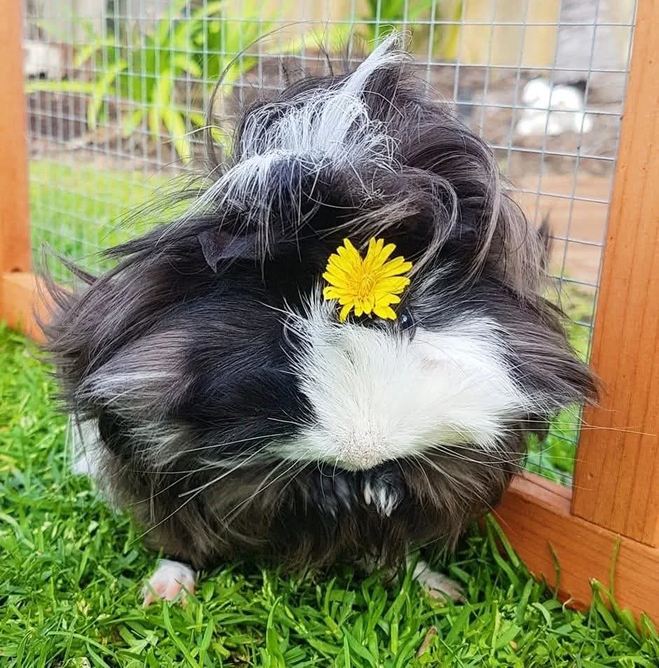 A black and white guinea pig with a yellow flower placed on its head, inside a small outdoor enclosure with grass and a wire mesh fence.