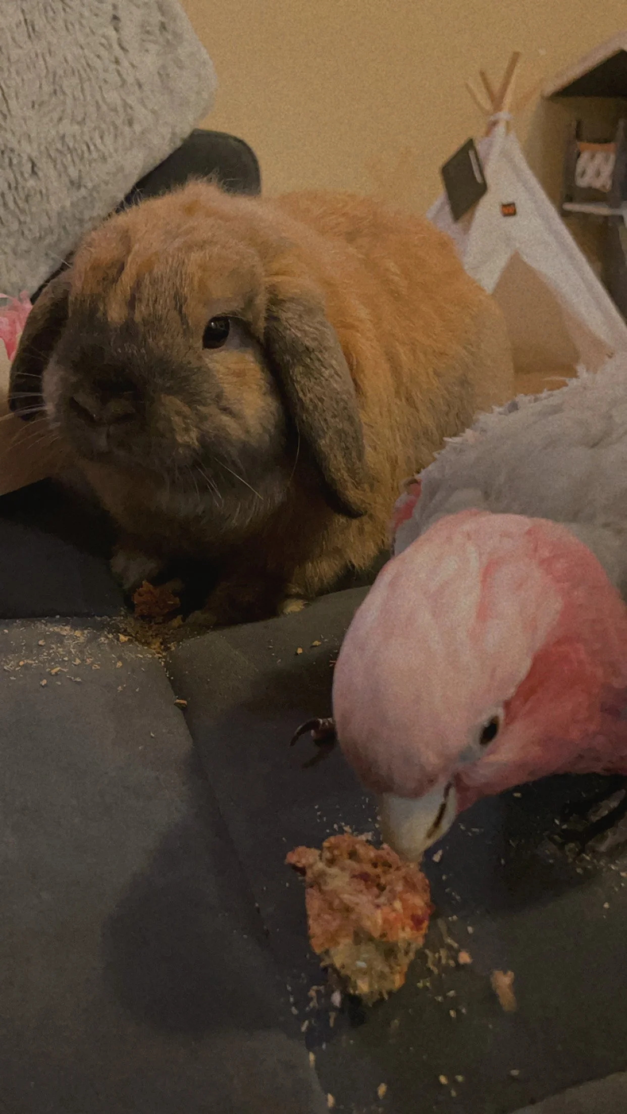 A brown rabbit and a pink and white galah are eating Hooked on Hay treats on a black surface in a cozy indoor setting.