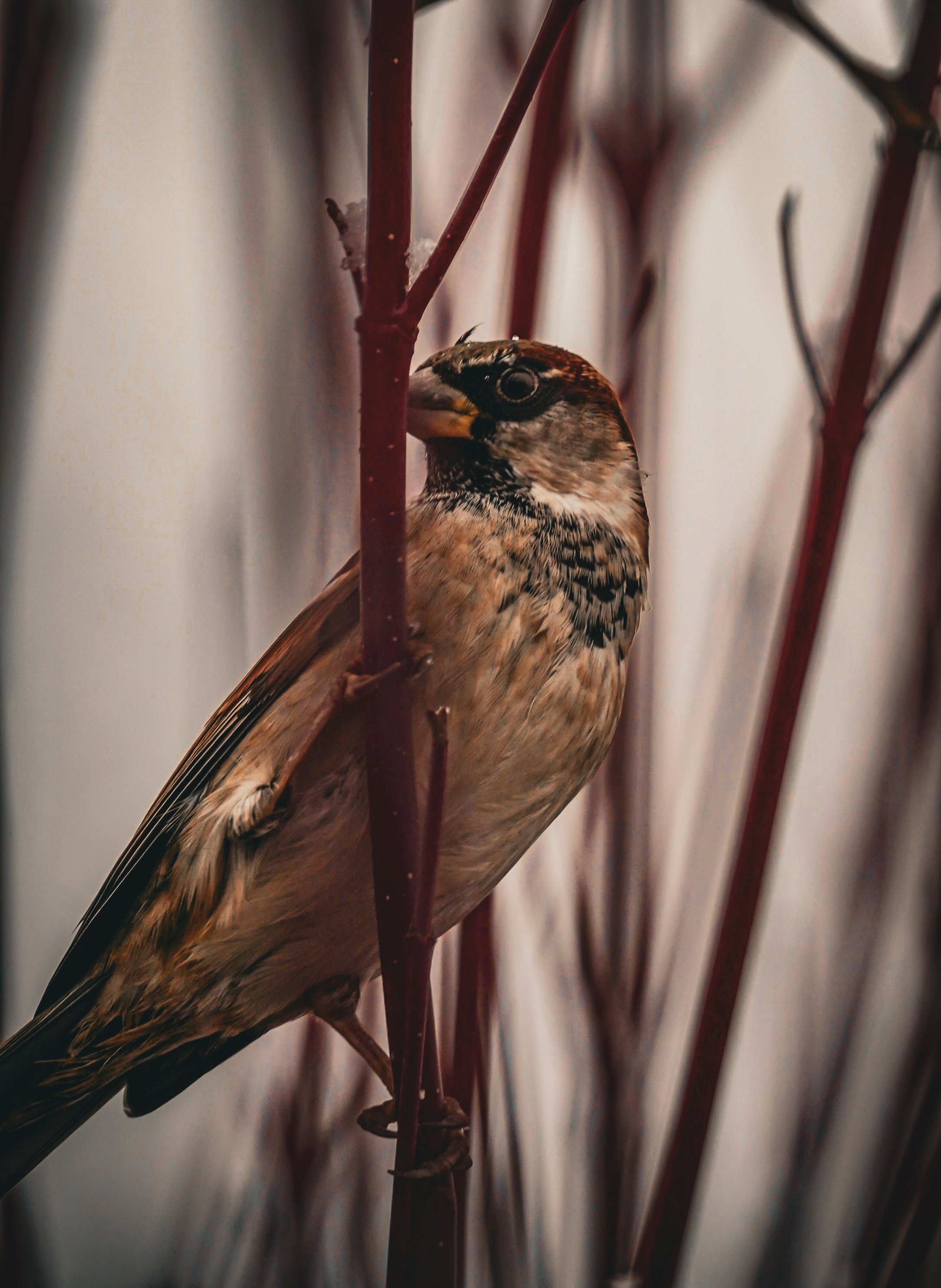 Close-up of a sparrow perched among reddish-brown reeds or twigs.