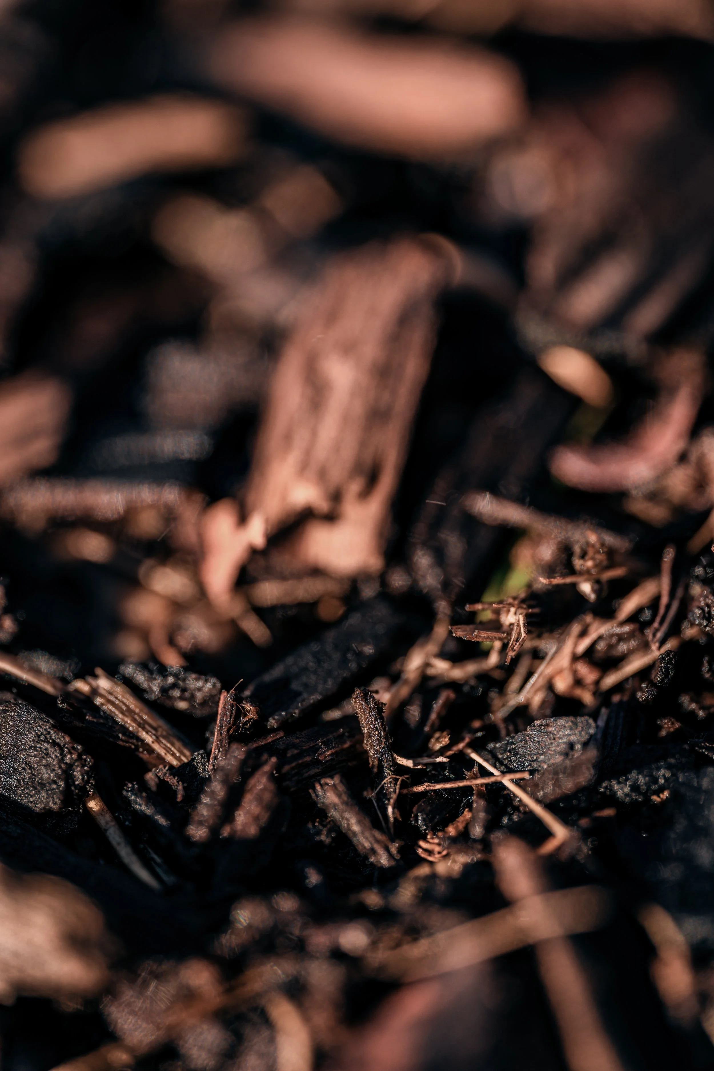 Close-up of brown wood chips and bark on dark soil