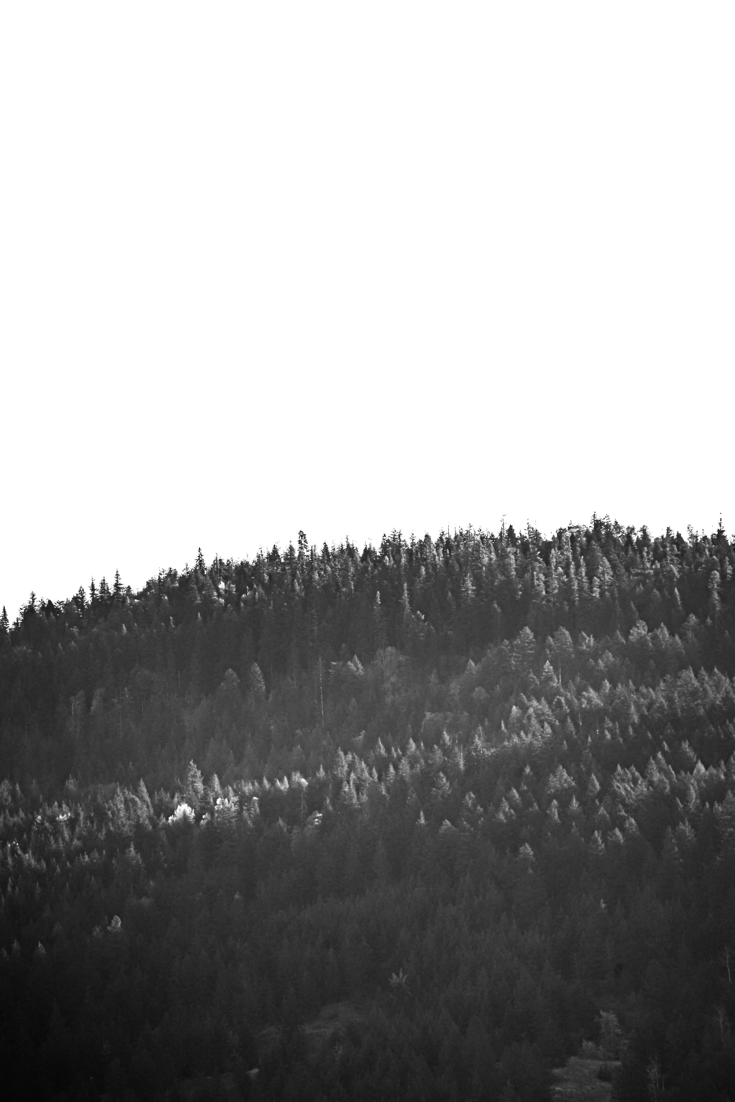 Black and white photograph of a forested mountain ridge with dense pine trees and a clear sky.