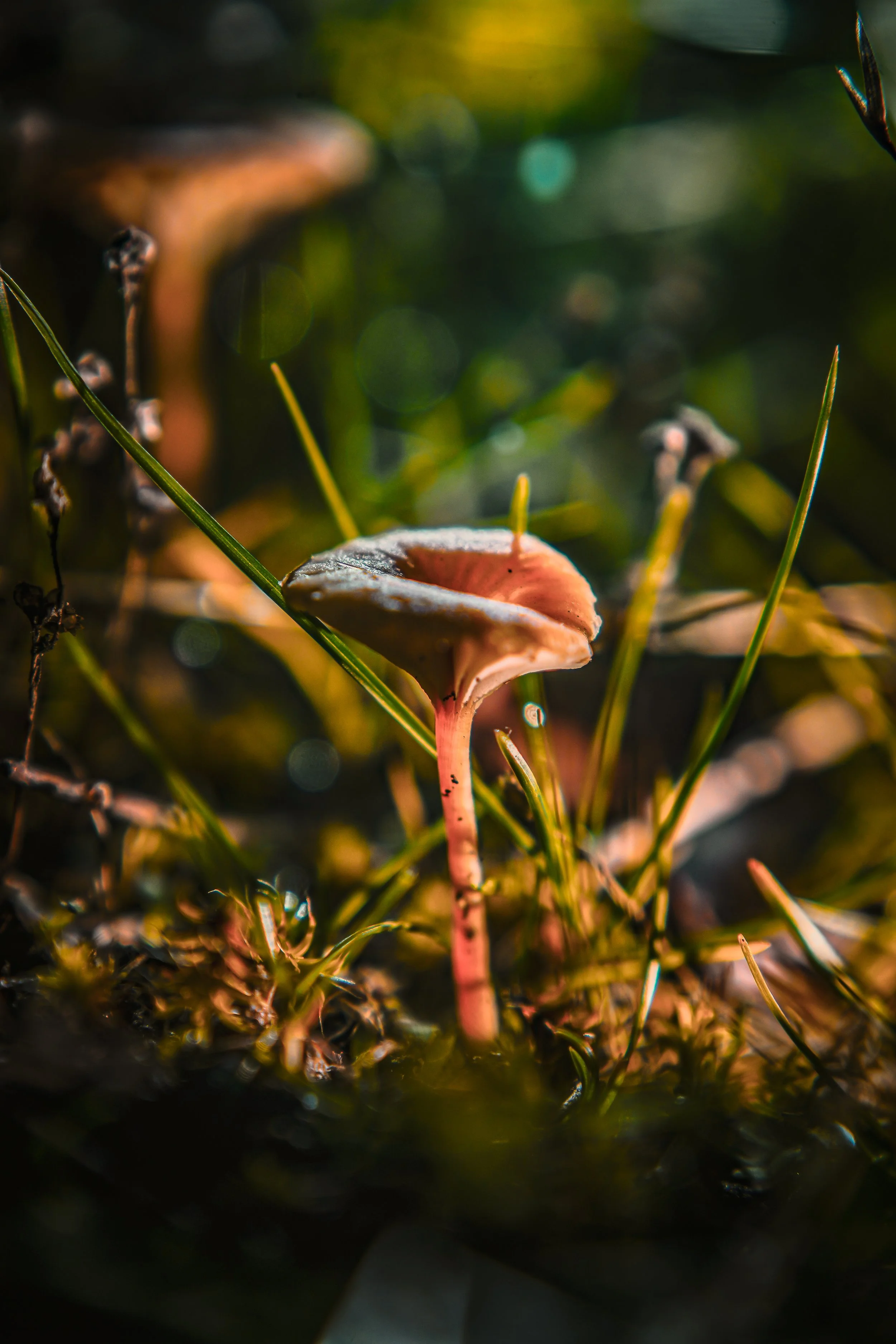 Close-up of a small pink mushroom growing among green grass and dark soil in a forest.