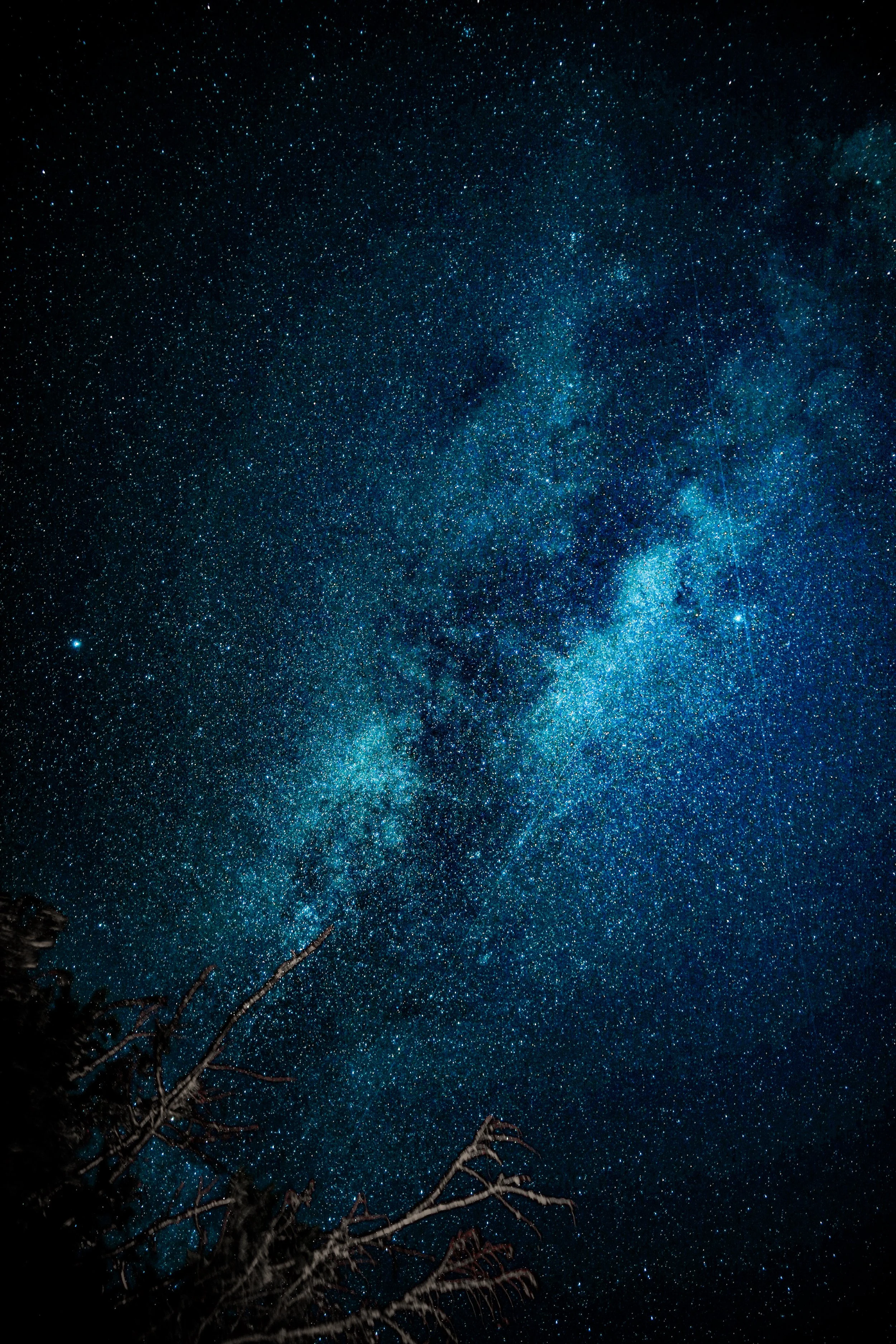 Starry night sky with the Milky Way galaxy visible, and tree branches in the foreground.