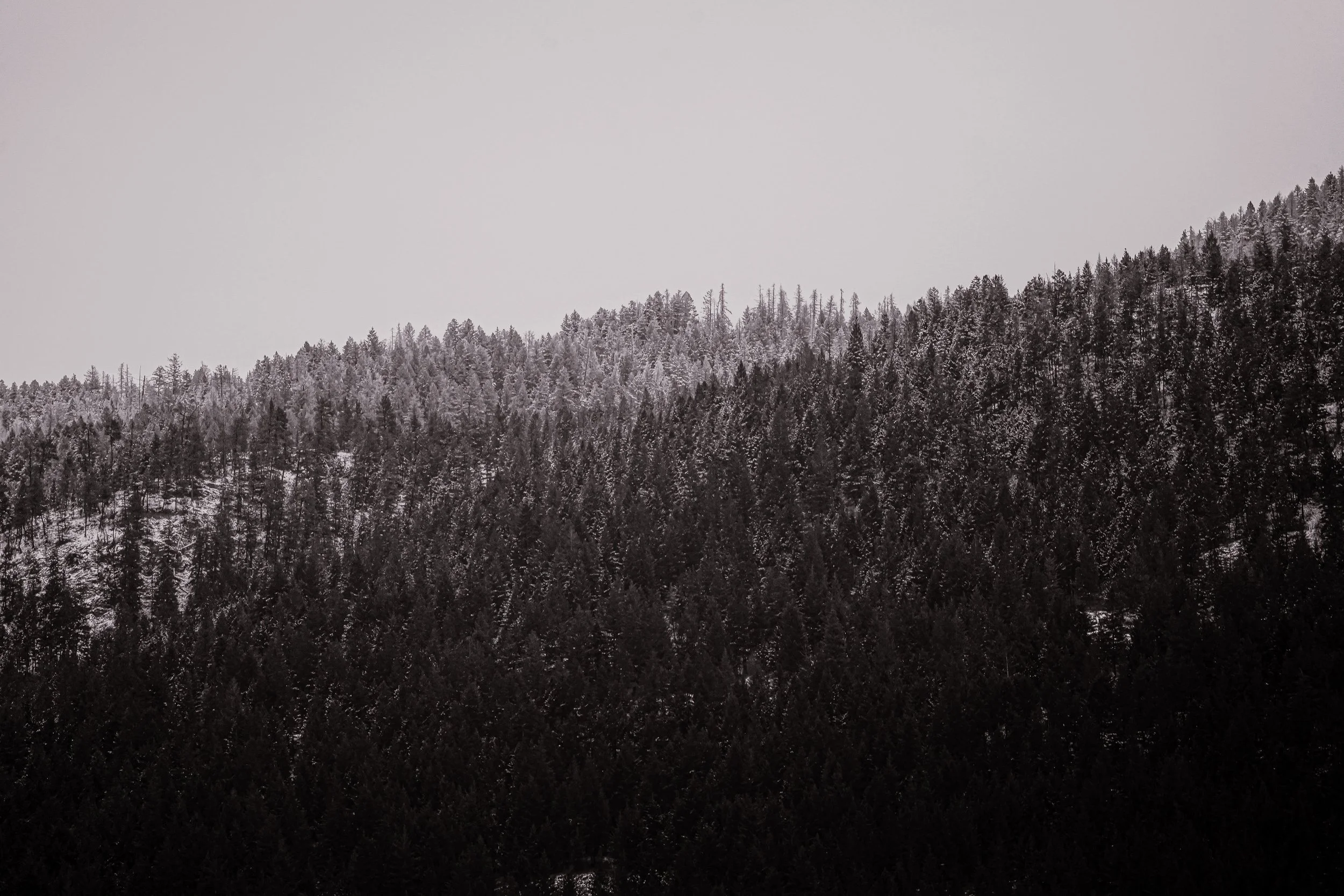 A snow-covered forested mountain landscape with a gradient sky.