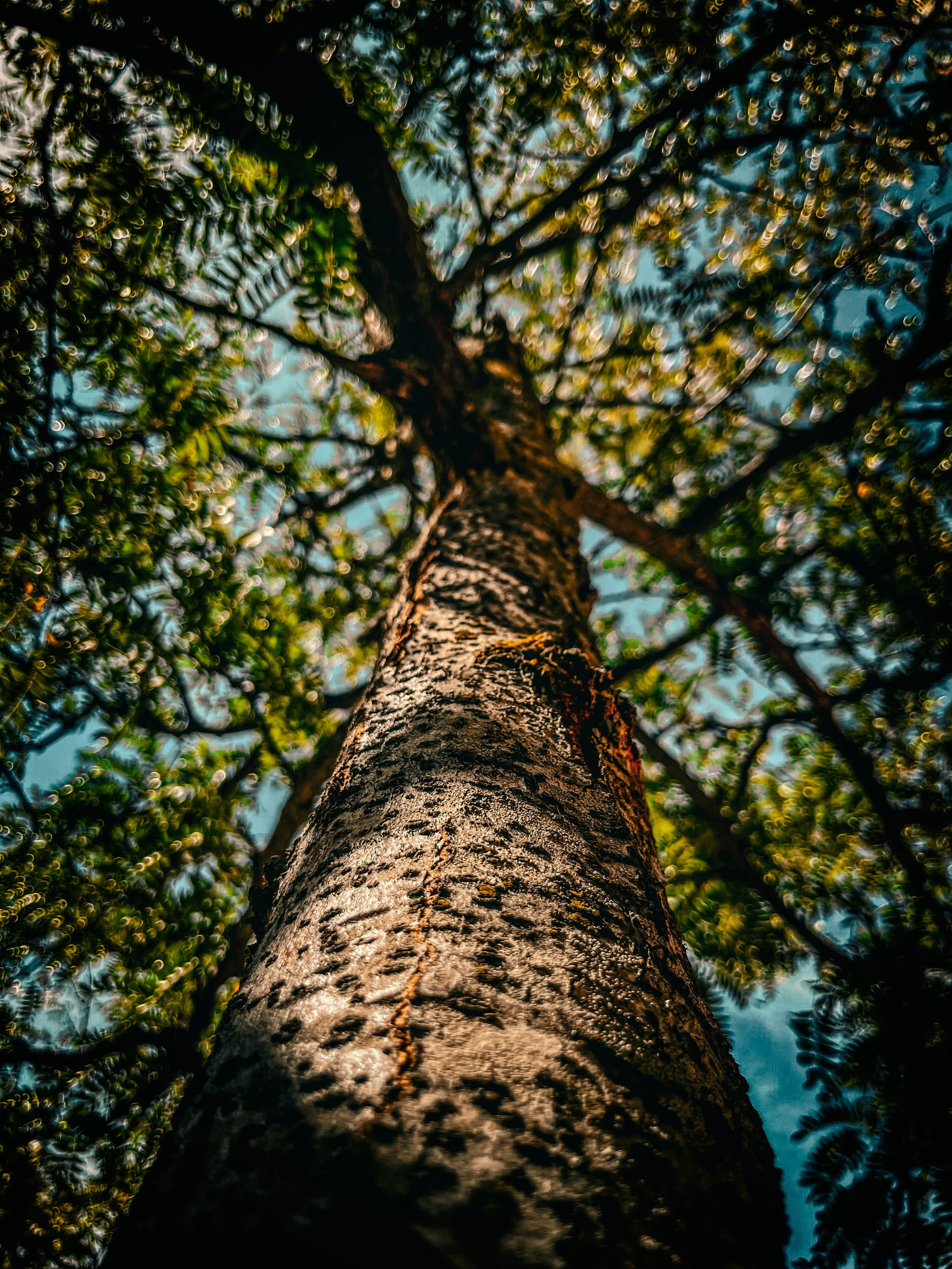 Close-up of a tall tree trunk from ground looking up, with branches and green leaves against the sky.