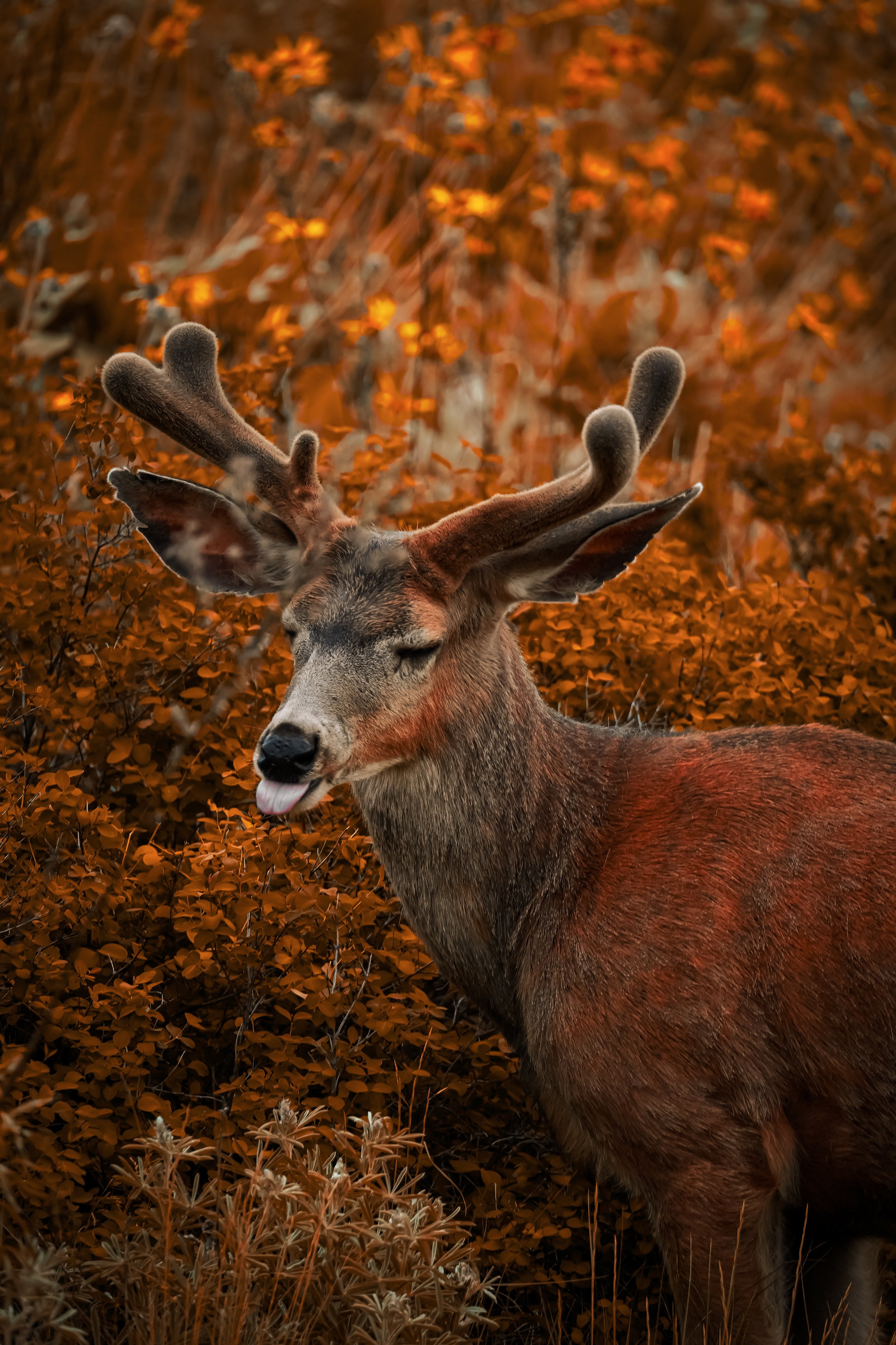 A moose standing among orange and brown foliage, with its tongue slightly sticking out.