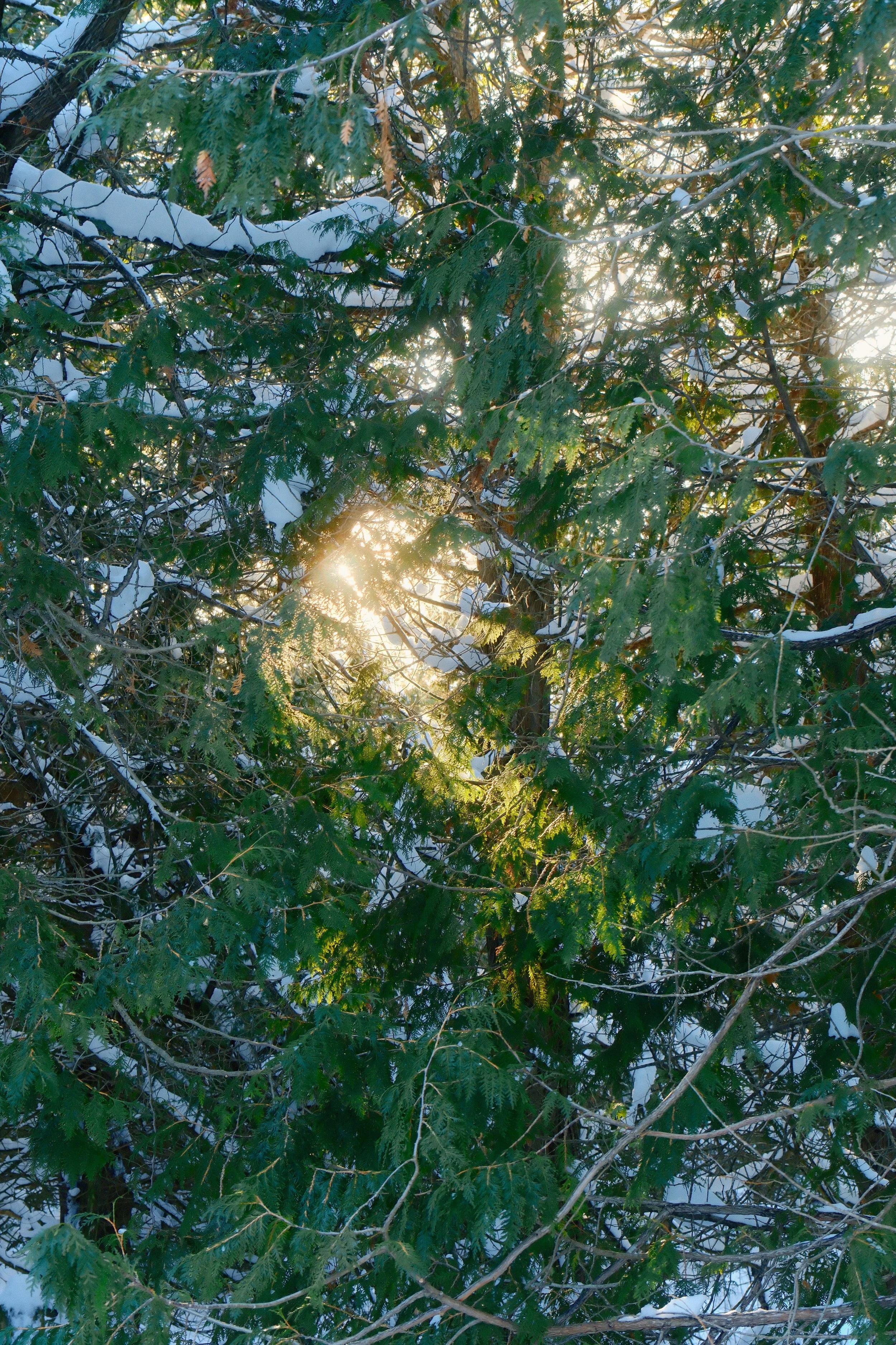 Sunlight filtering through pine trees with snow, Northumberland County, Ontario, Canada