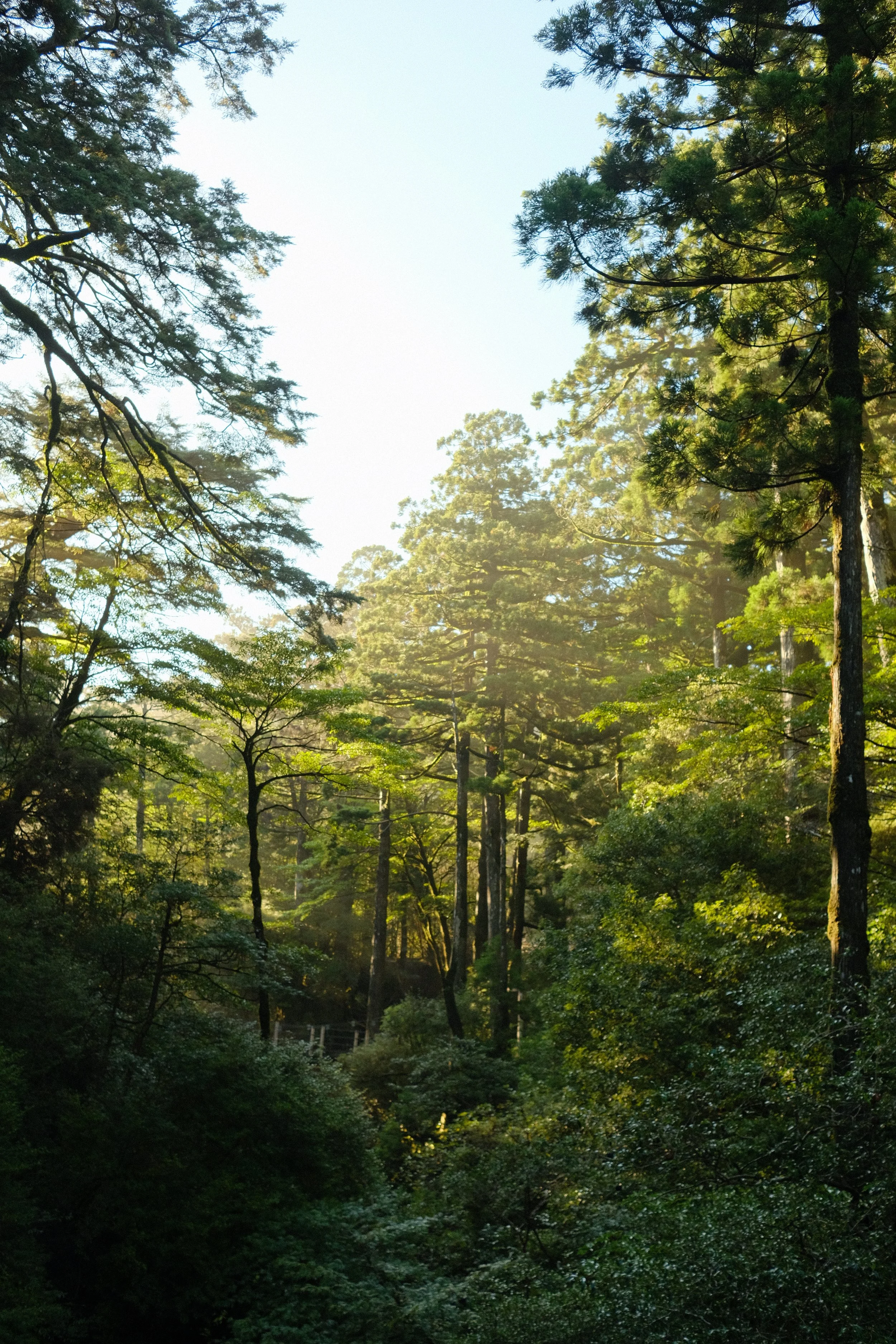 Morning light at Yakusugi Land in Yakushima, Kagoshima, Japan 