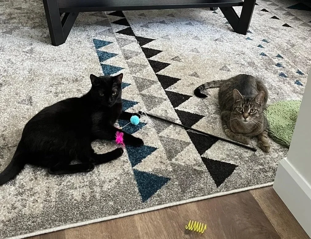 Two cats, one black and one gray tabby, lying on a patterned rug indoors. The black cat is playing with a pink feather toy and a blue ball toy, while the gray tabby is lying with paws crossed, near a green textured mat and a black stick.