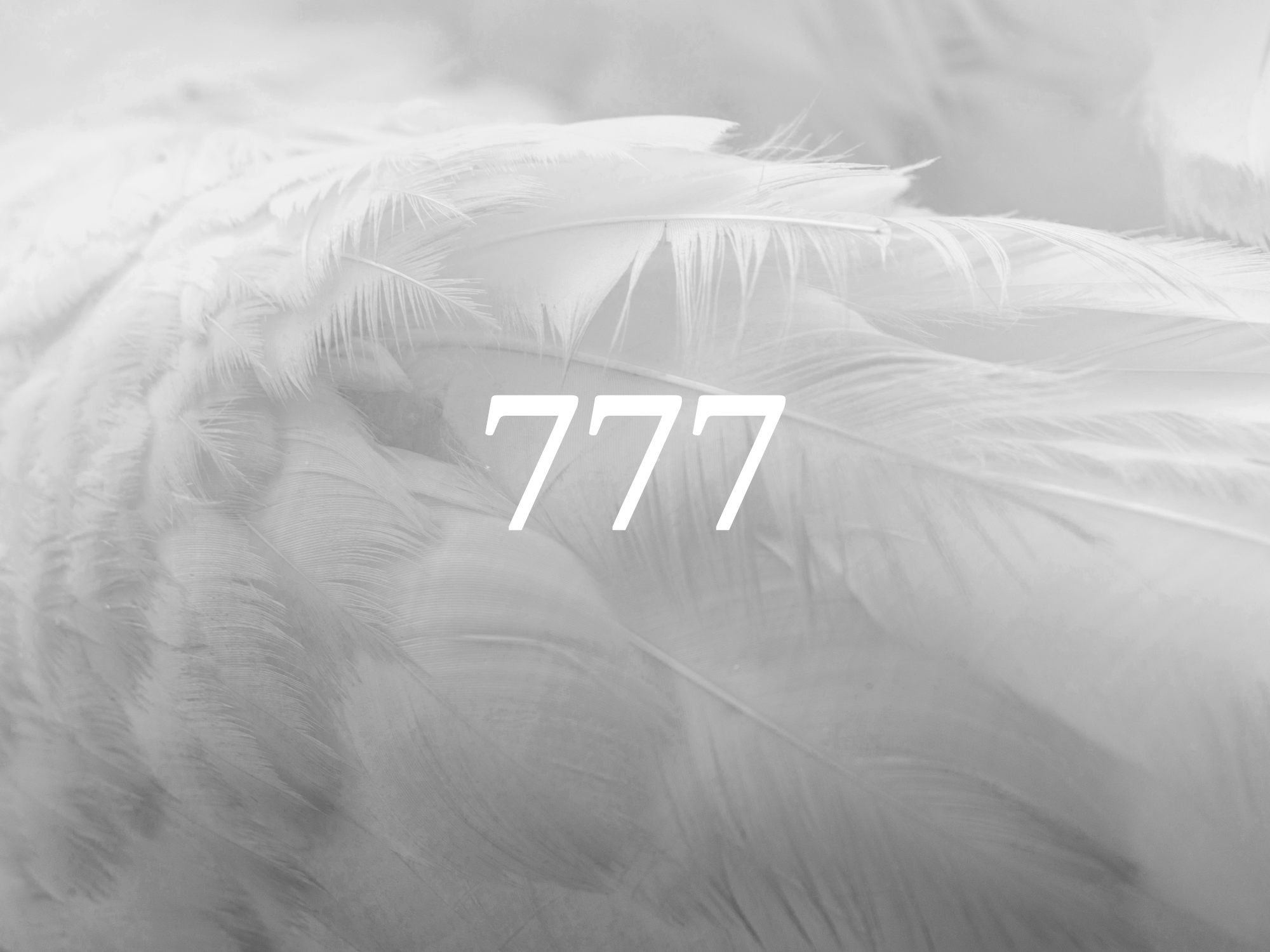 Close-up view of white feathers with the number 777 superimposed in white text.