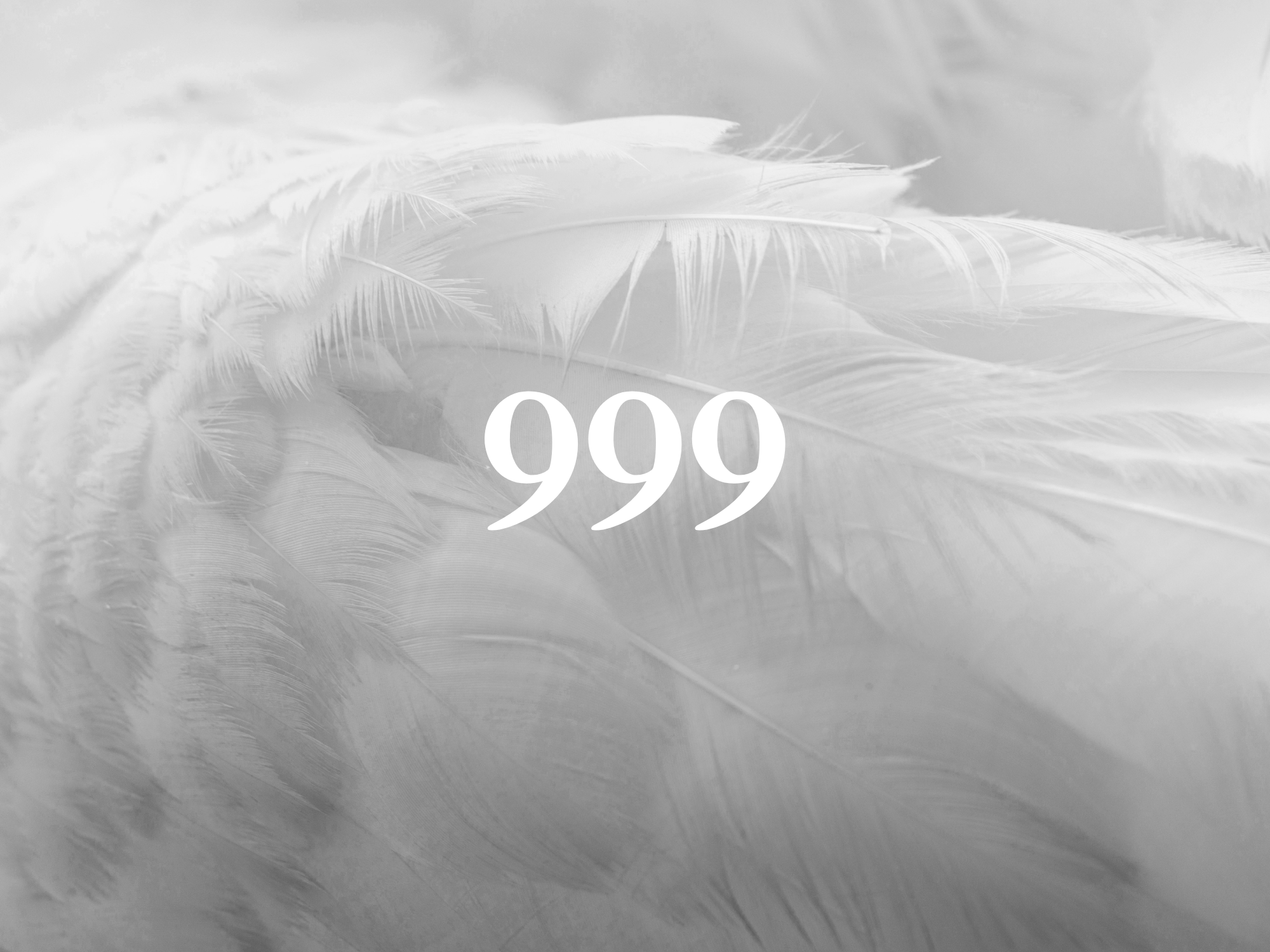 Close-up of light-colored feathers, with the number 999 overlaid in white text.
