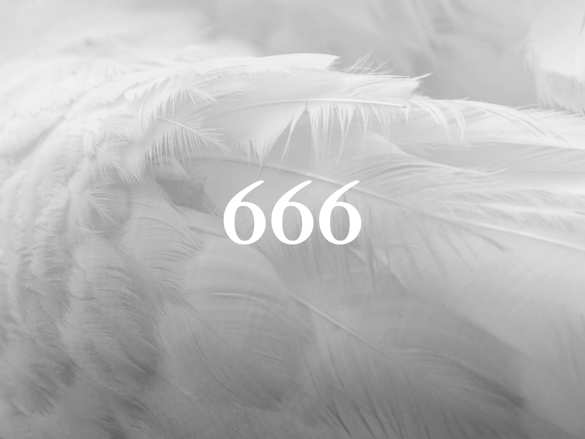 Close-up of white feathers with the number 666 overlaid in the center.
