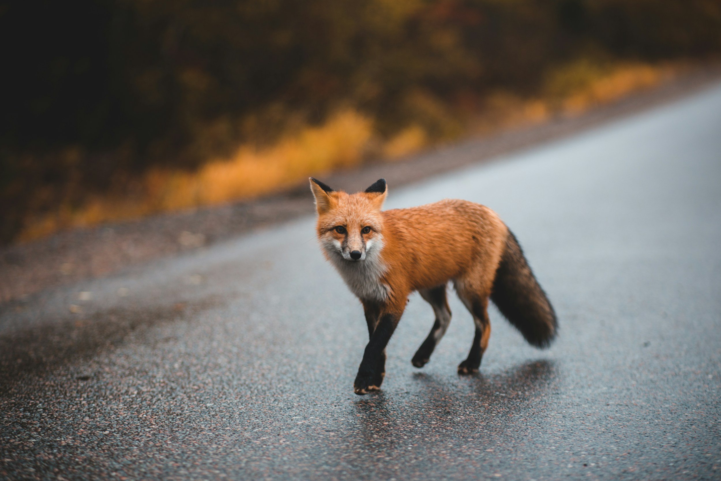 Fuchs angefahren, bloss nicht wegfahren