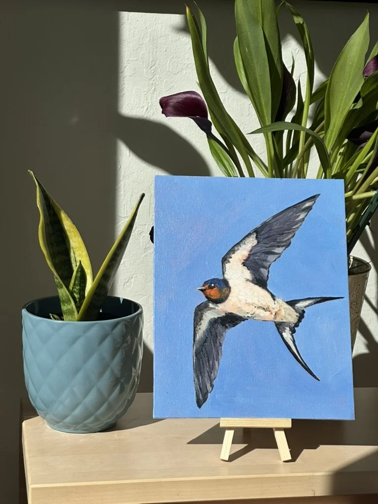Barn Swallow - 8x10 inch original