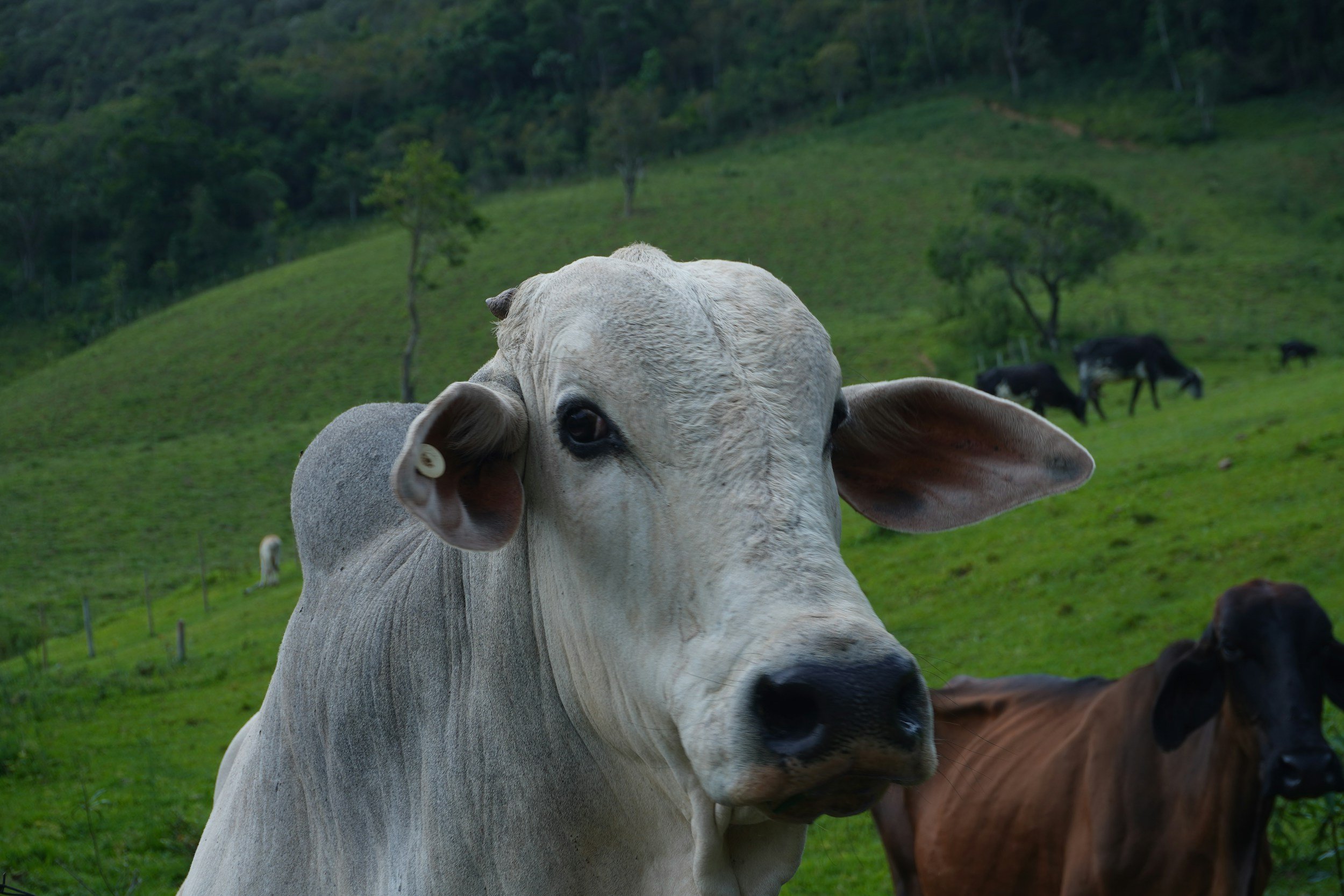 Close-up of a white cow with large ears on a green pasture, with other cows and a hillside in the background.