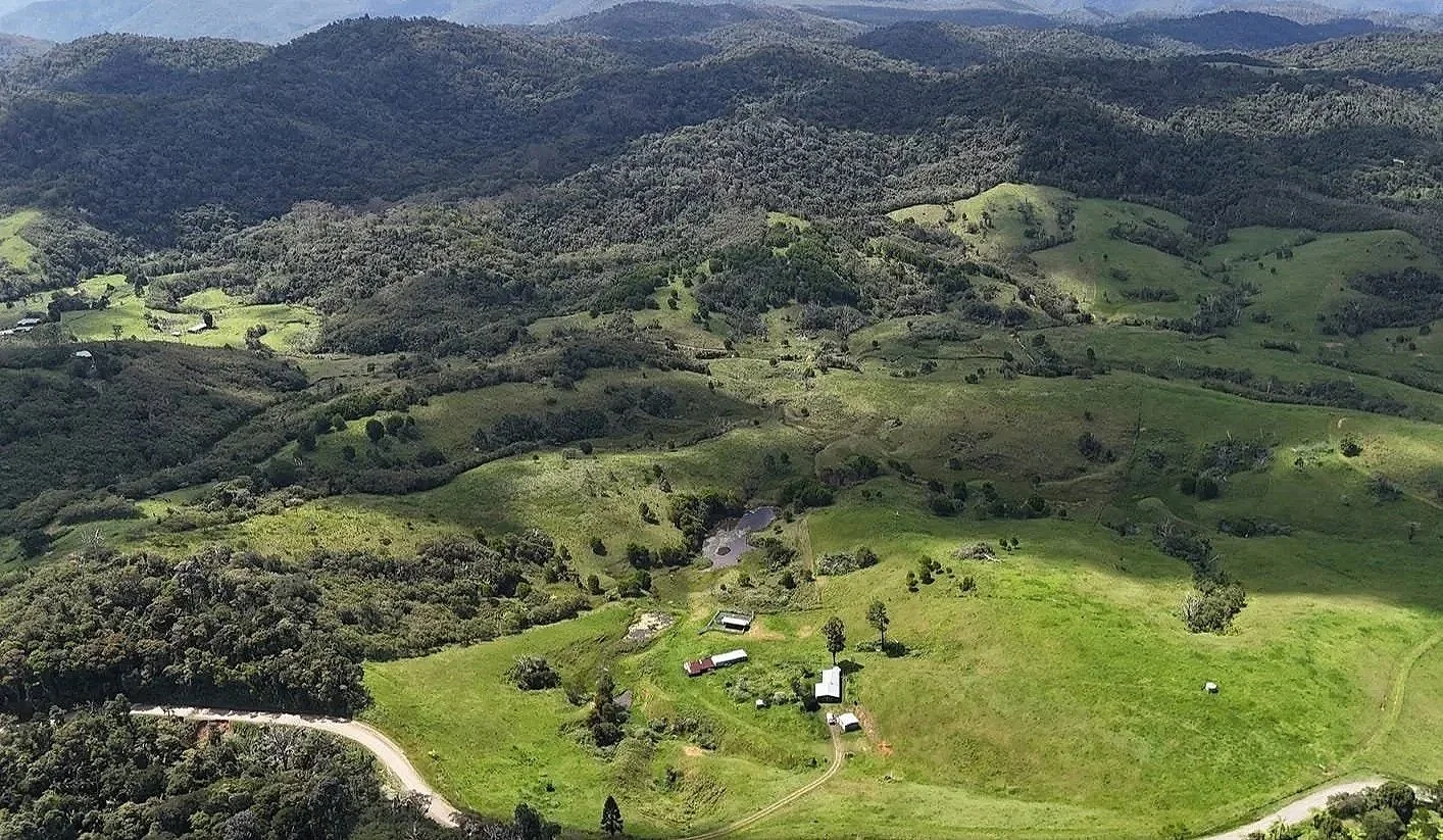 Cattle at Roberts Ranch Eungella