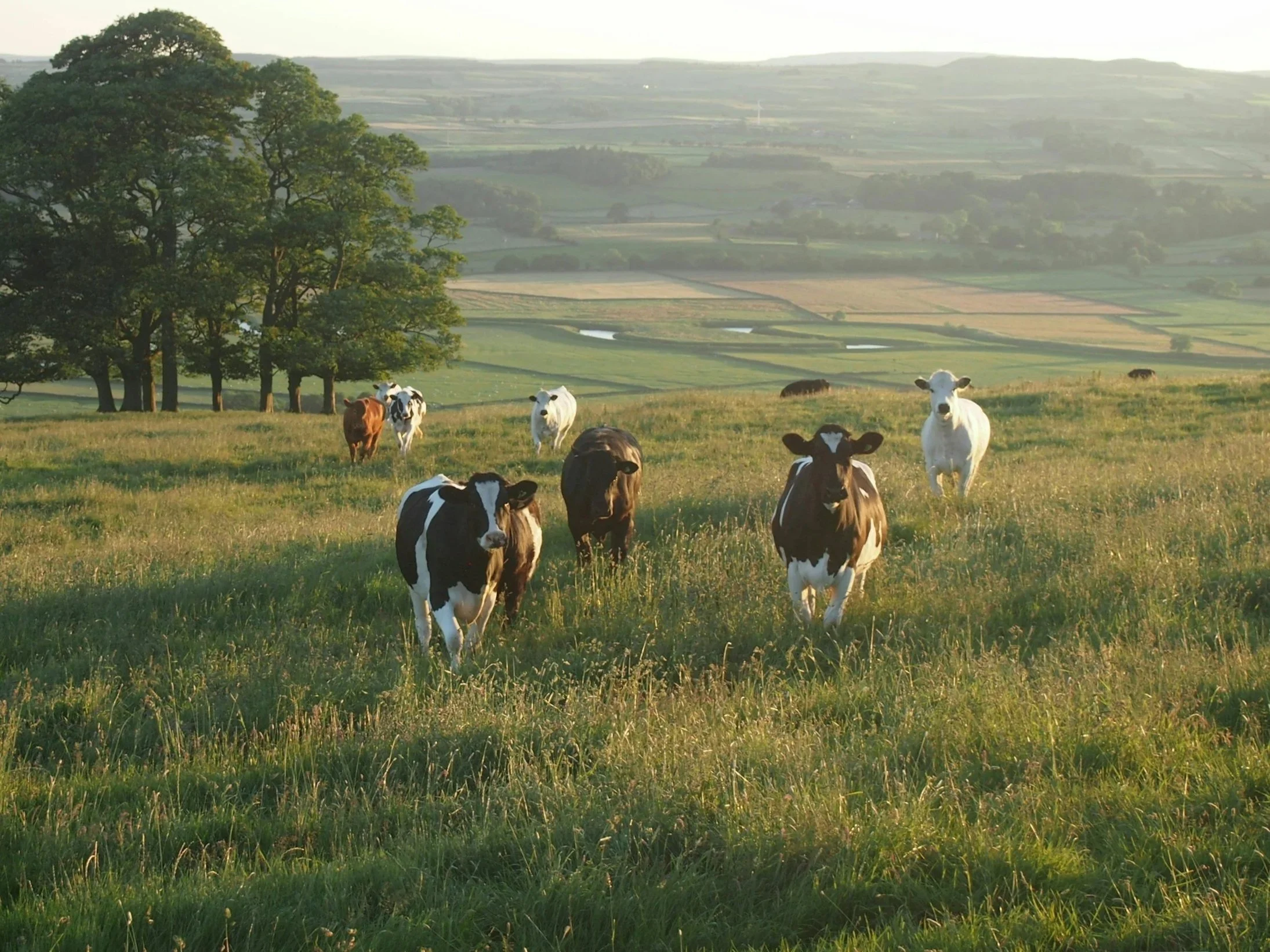 Roberts Cattle Co.