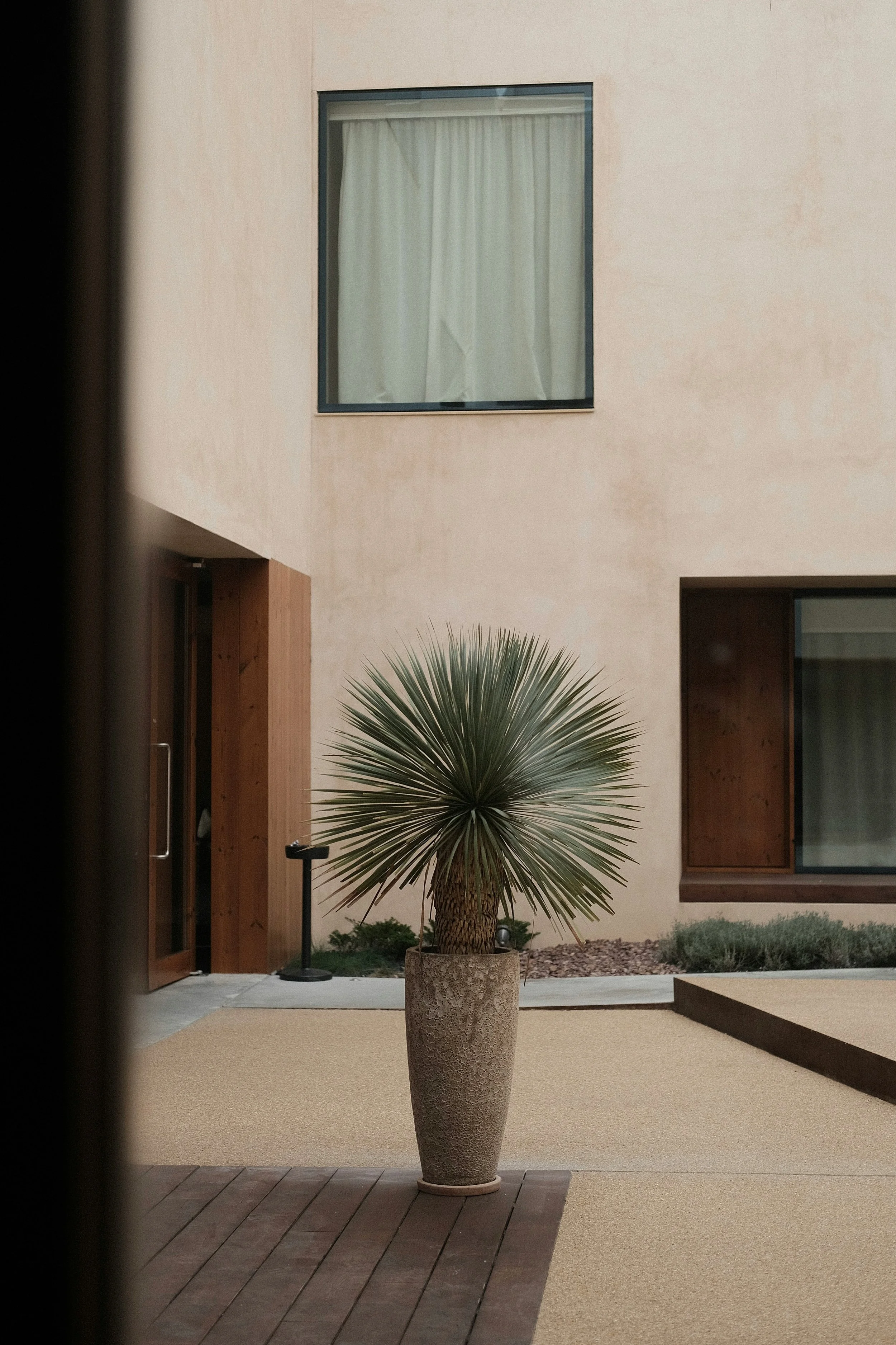 A potted desert plant with spiky green leaves in front of a modern building with beige walls and large windows.