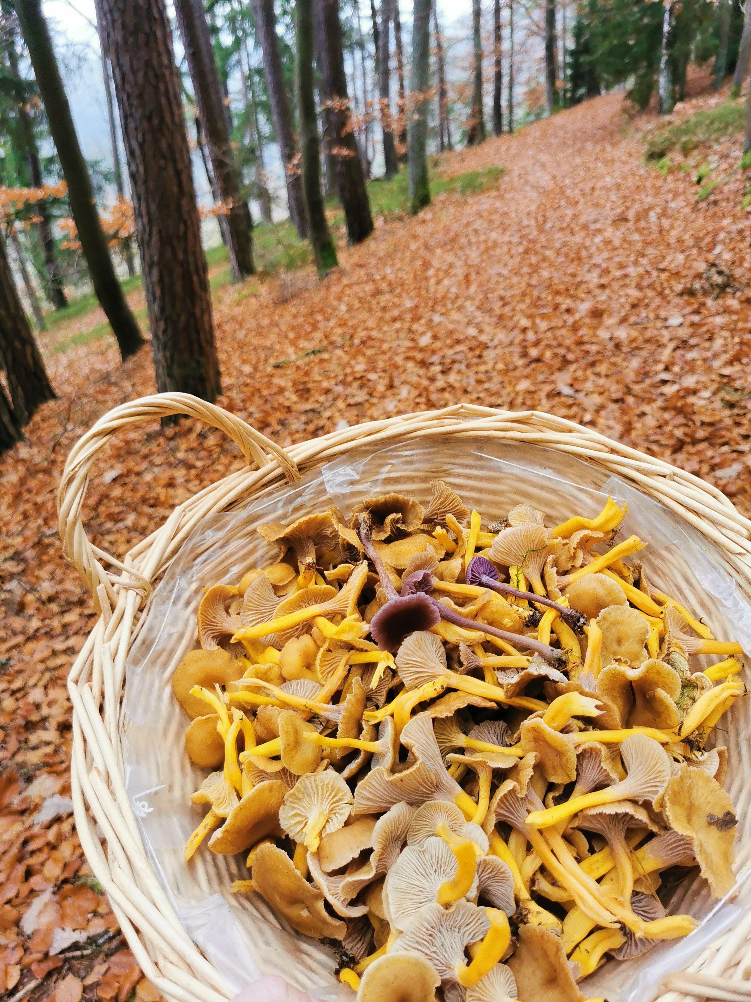 Ein Korb mit gesammelten Pilzen in einem Wald im Herbst, Blätter bedecken den Boden.