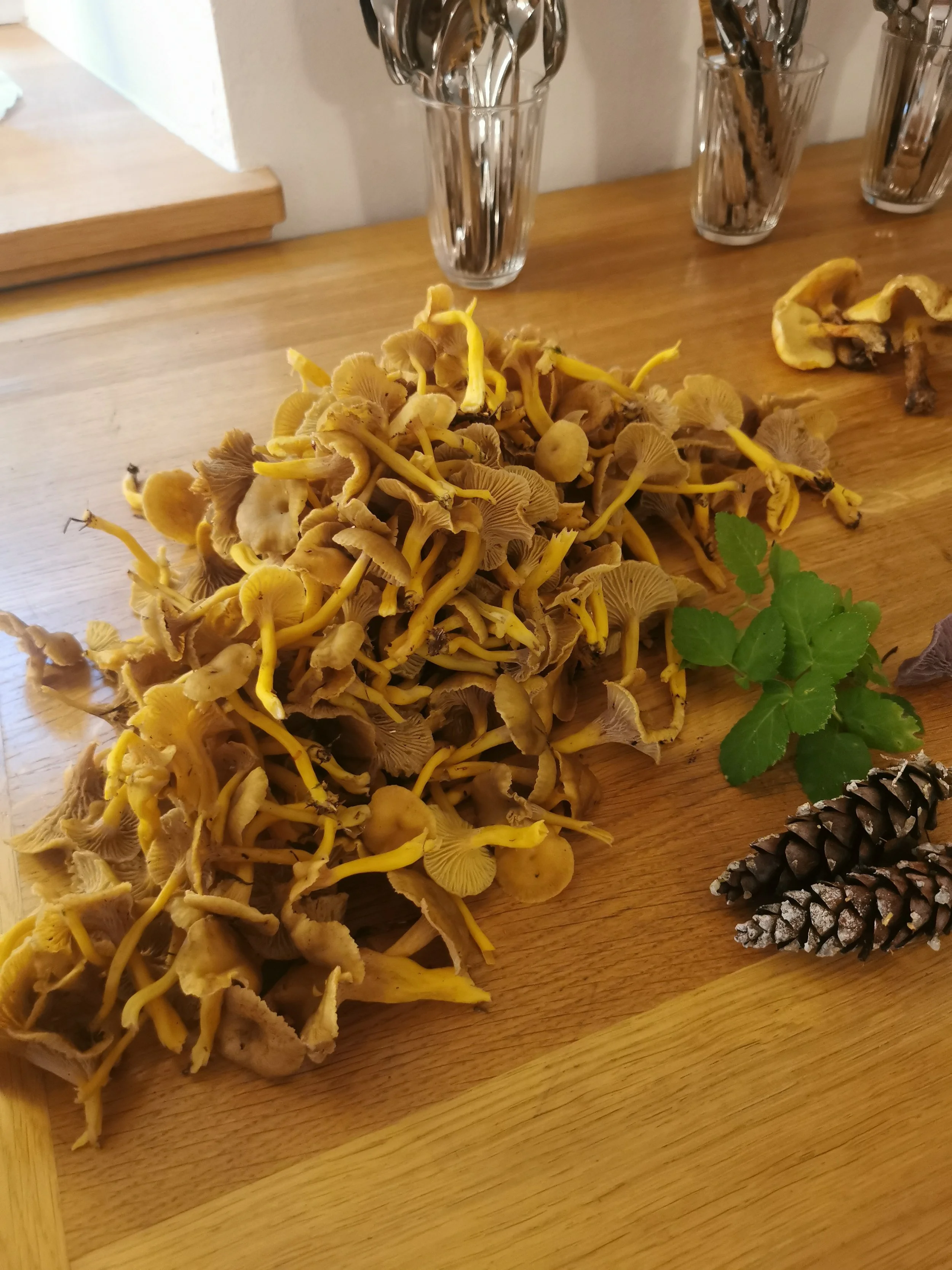 Verschiedene getrocknete Pilze, Blätter und Zapfen auf einem Holztisch.