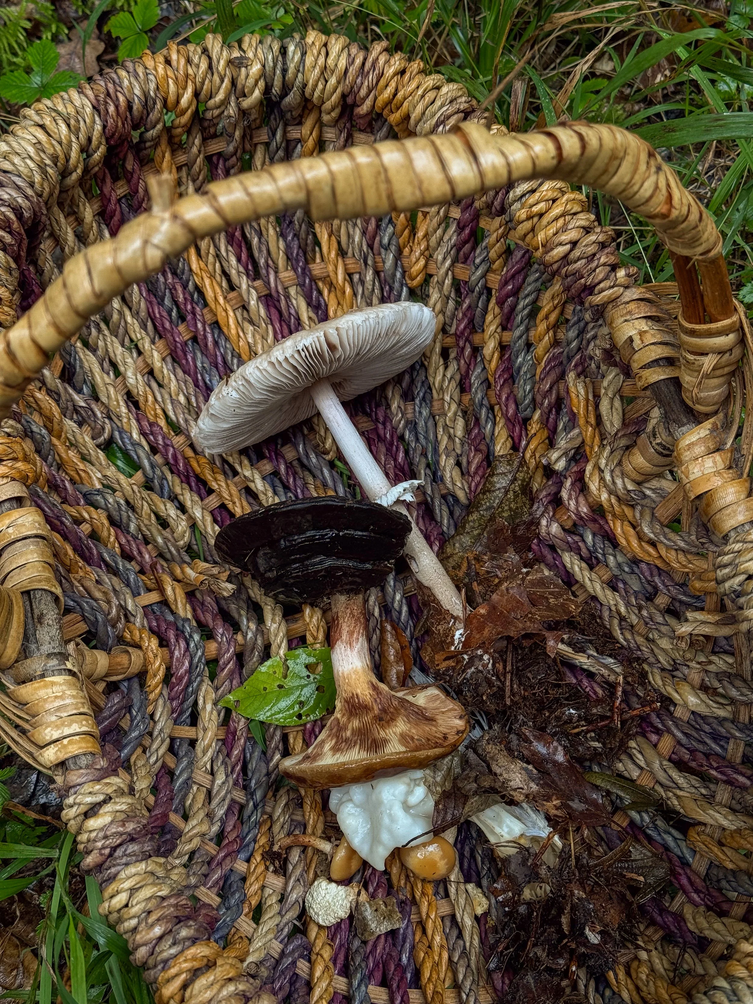 Ein Korb liegt im Wald, enthält mehrere Pilze und ist umgeben von grünen Blättern und Moos.