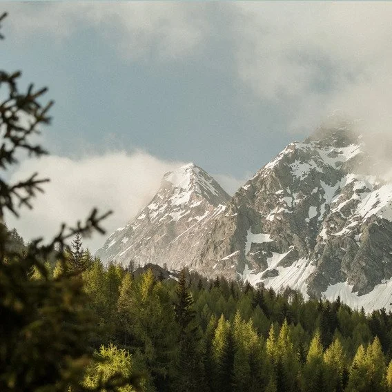 Schneebedeckte Berggipfel im Hintergrund mit einer grünen Waldlandschaft im Vordergrund.
