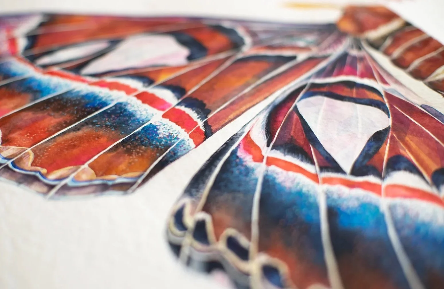 Attacus Atlas foulard