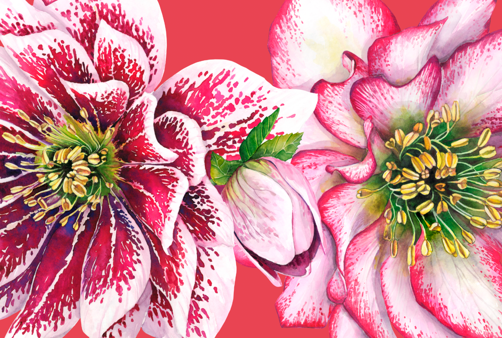 Hellebore foulard + carré