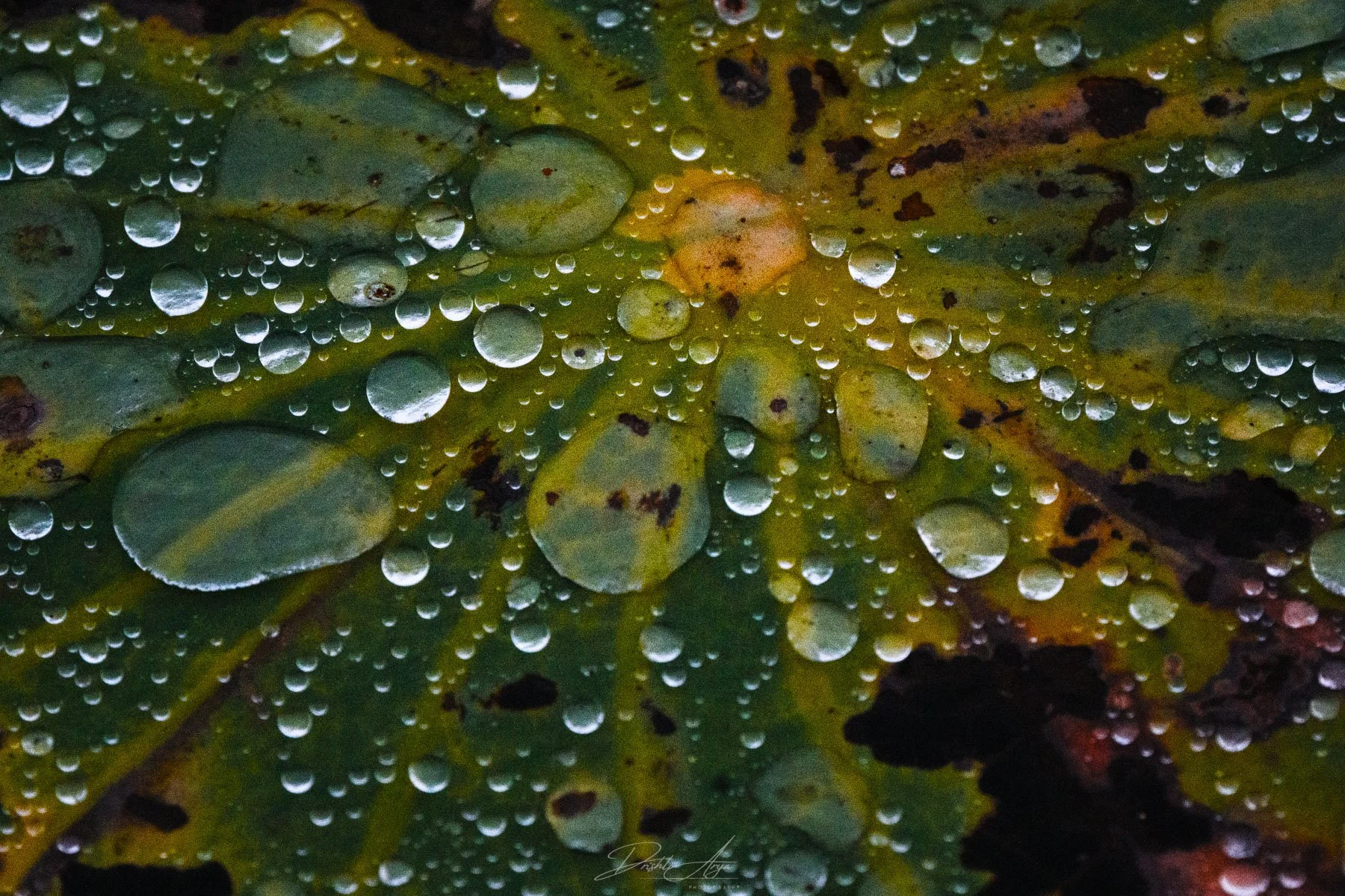 Lilypad on a Rainy Day